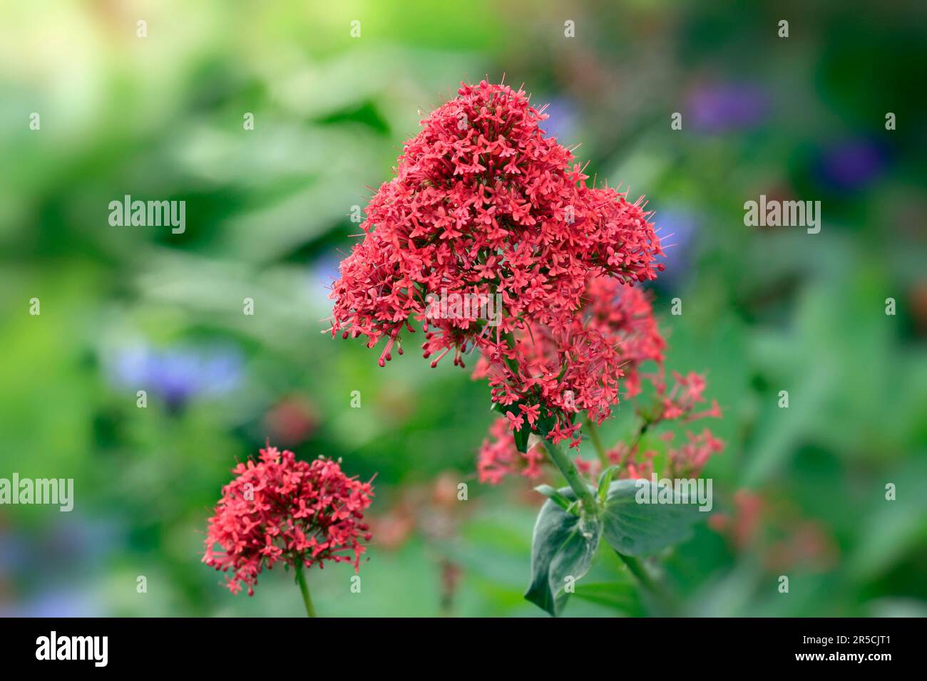 Red list of latin and greek words commonly used in systematic names