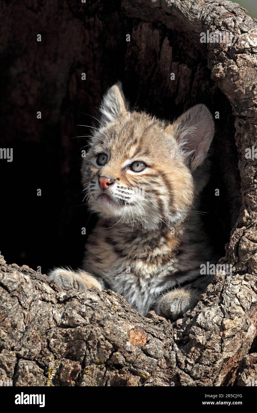 Bobcat (Lynx rufus), young, 8 weeks, in bobcat (Felis rufa) Stock Photo