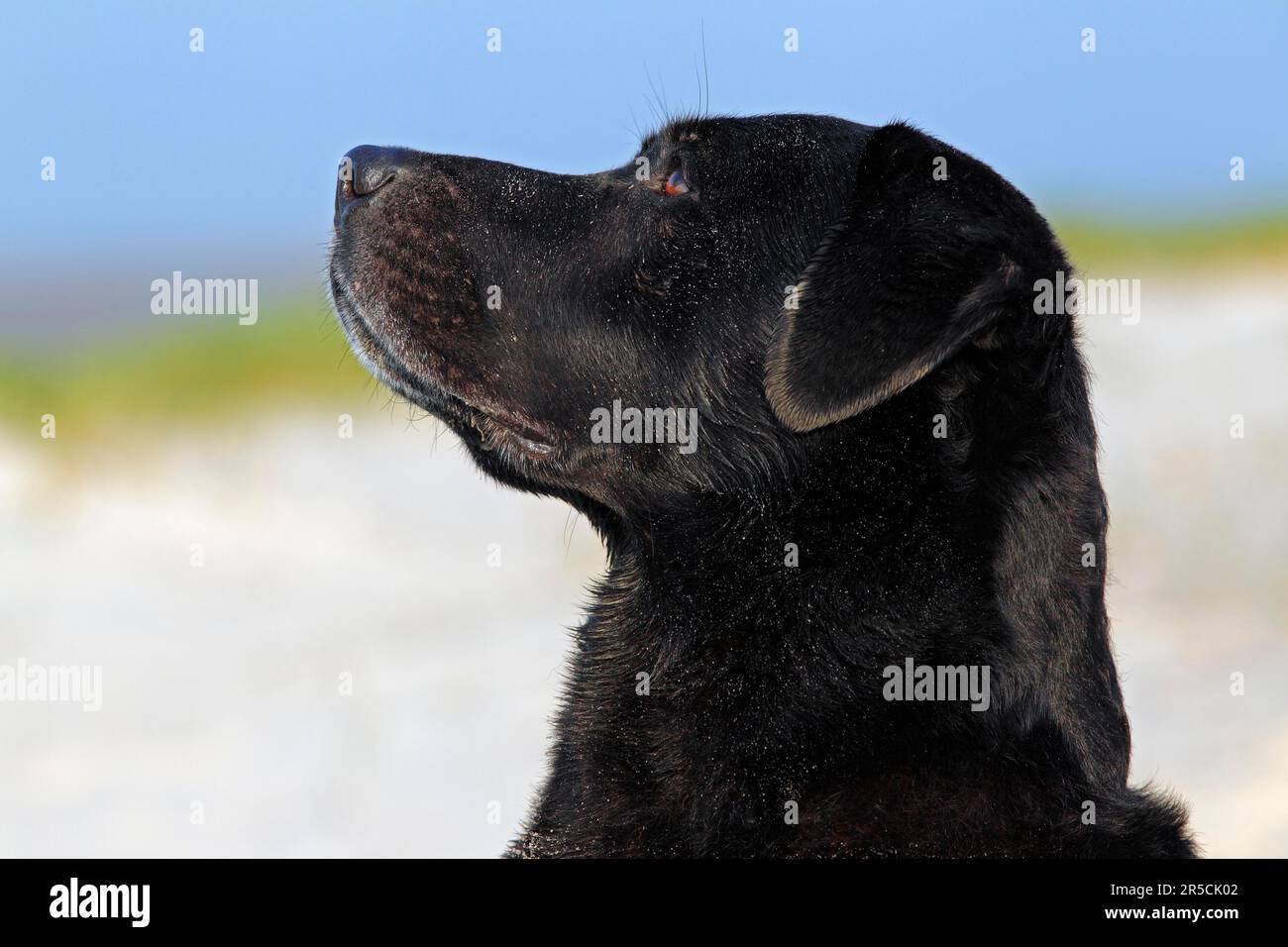 Labrador retriever, black, male, 10 years old, lateral Stock Photo