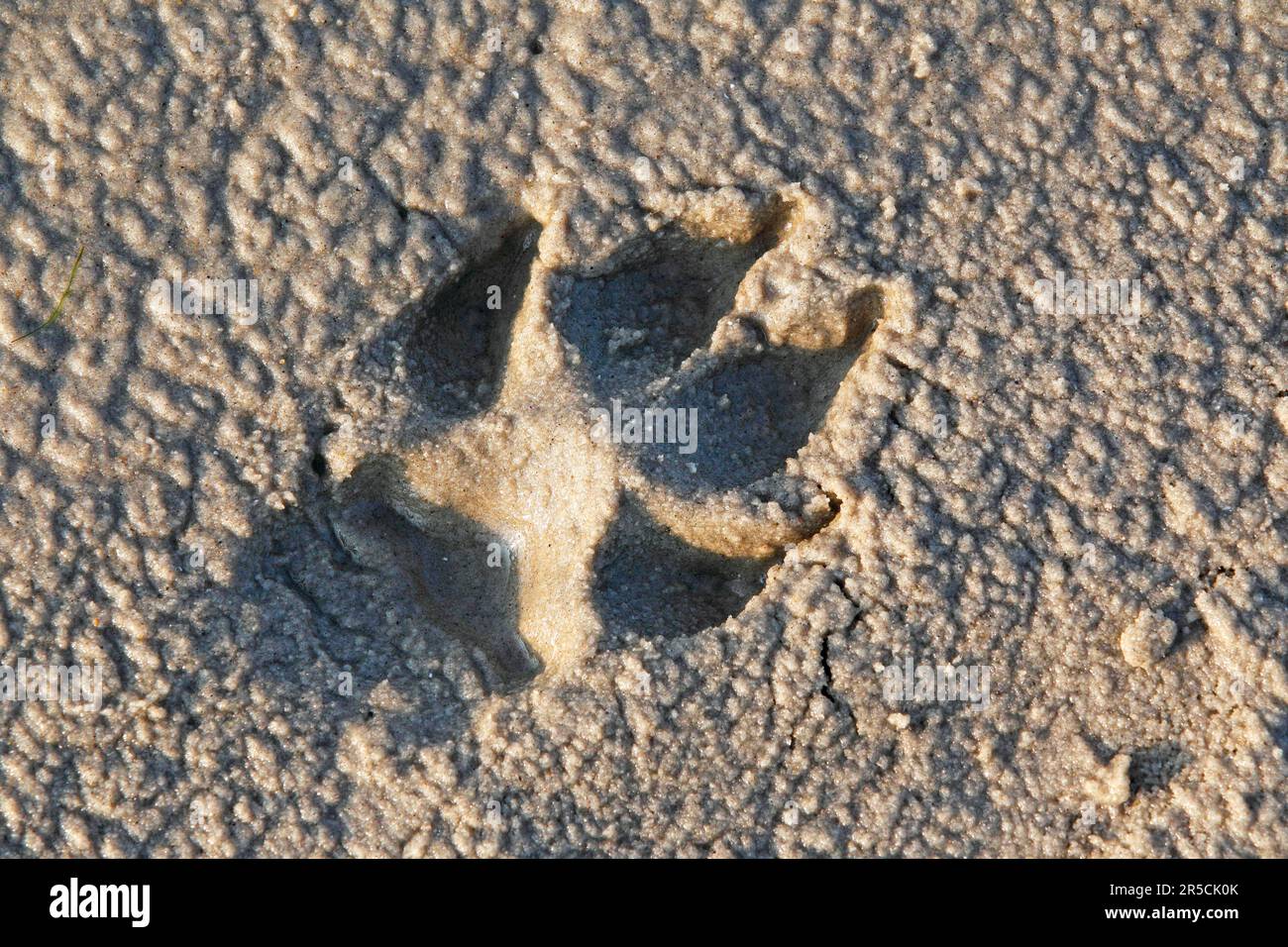 Dog paw print in sand Stock Photo - Alamy