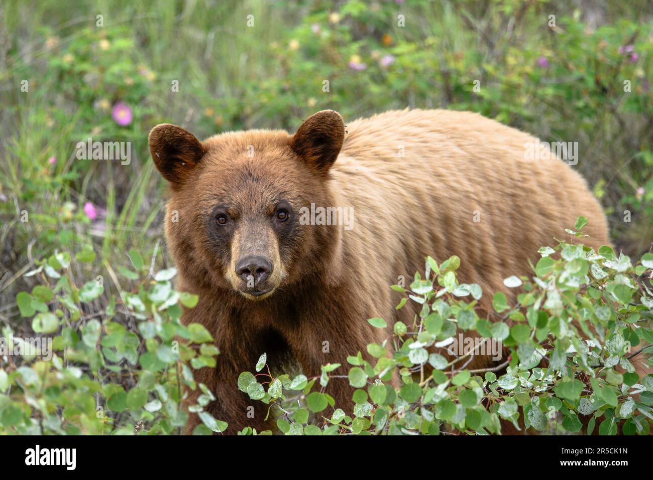 Wild grizzly bear seen in northern Canada during summer time with green ...