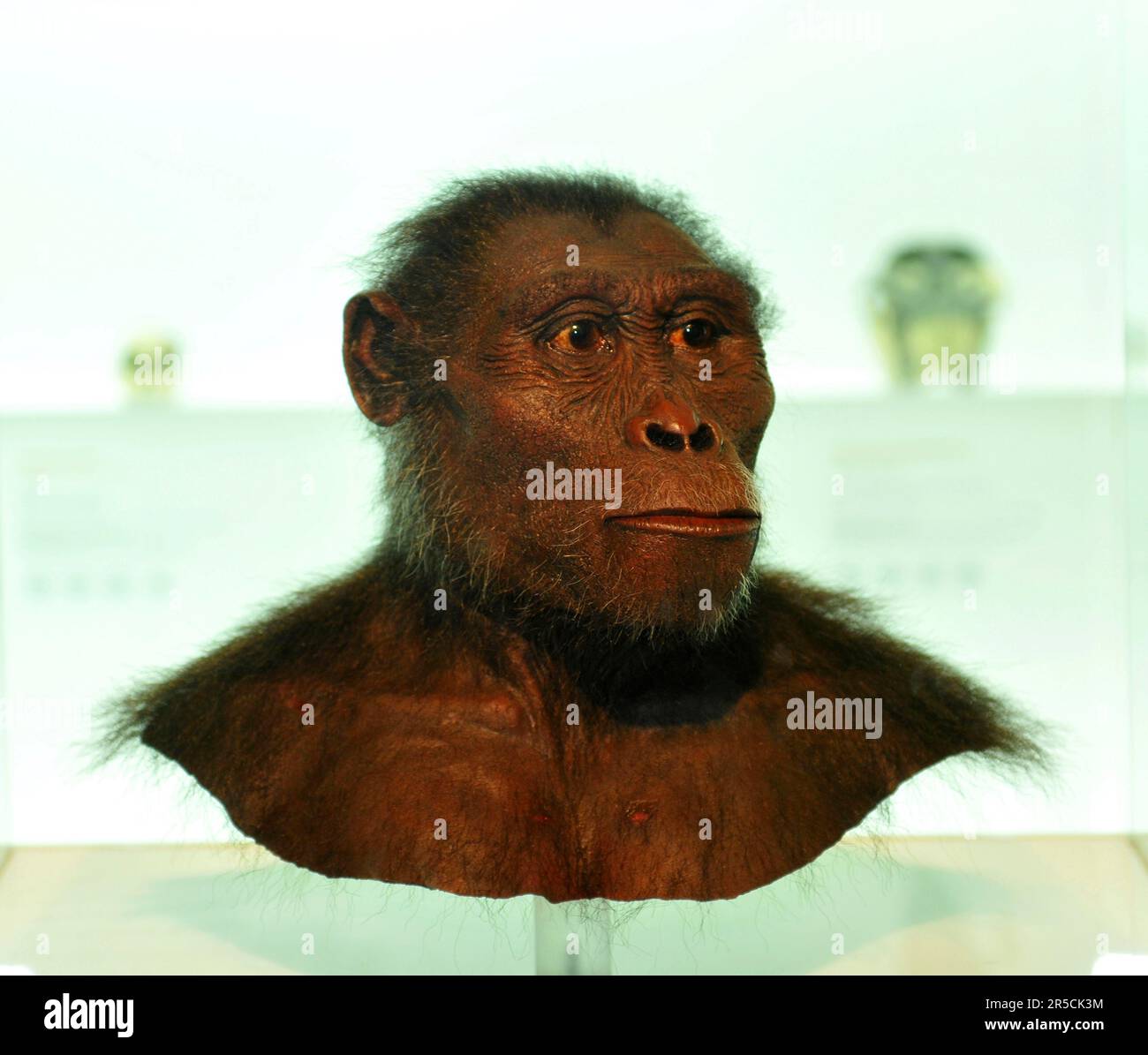 Modell, subject, mockup, primordial human being Lucy, Natural History Museum of Basel, Basel, Switzerland (Australophitecus afarensis) Stock Photo