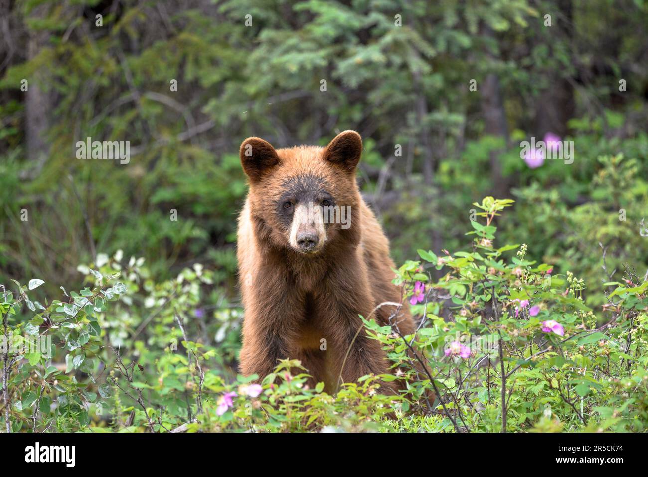 Wild grizzly bear seen in northern Canada during summer time with green ...