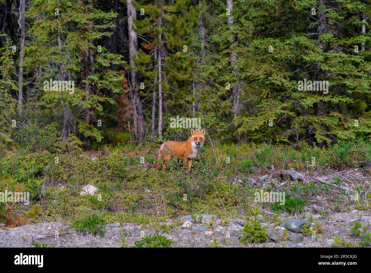 Wild red fox (Vulpes vulpes) seen in green meadow during summertime, looking towards camera outside of Whitehorse, Yukon Territory. Stock Photo