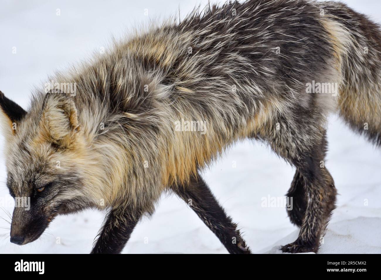 Stunning black, silver, red cross fox seen in the wild in northern Canada, Yukon Territory with snow background. Stock Photo