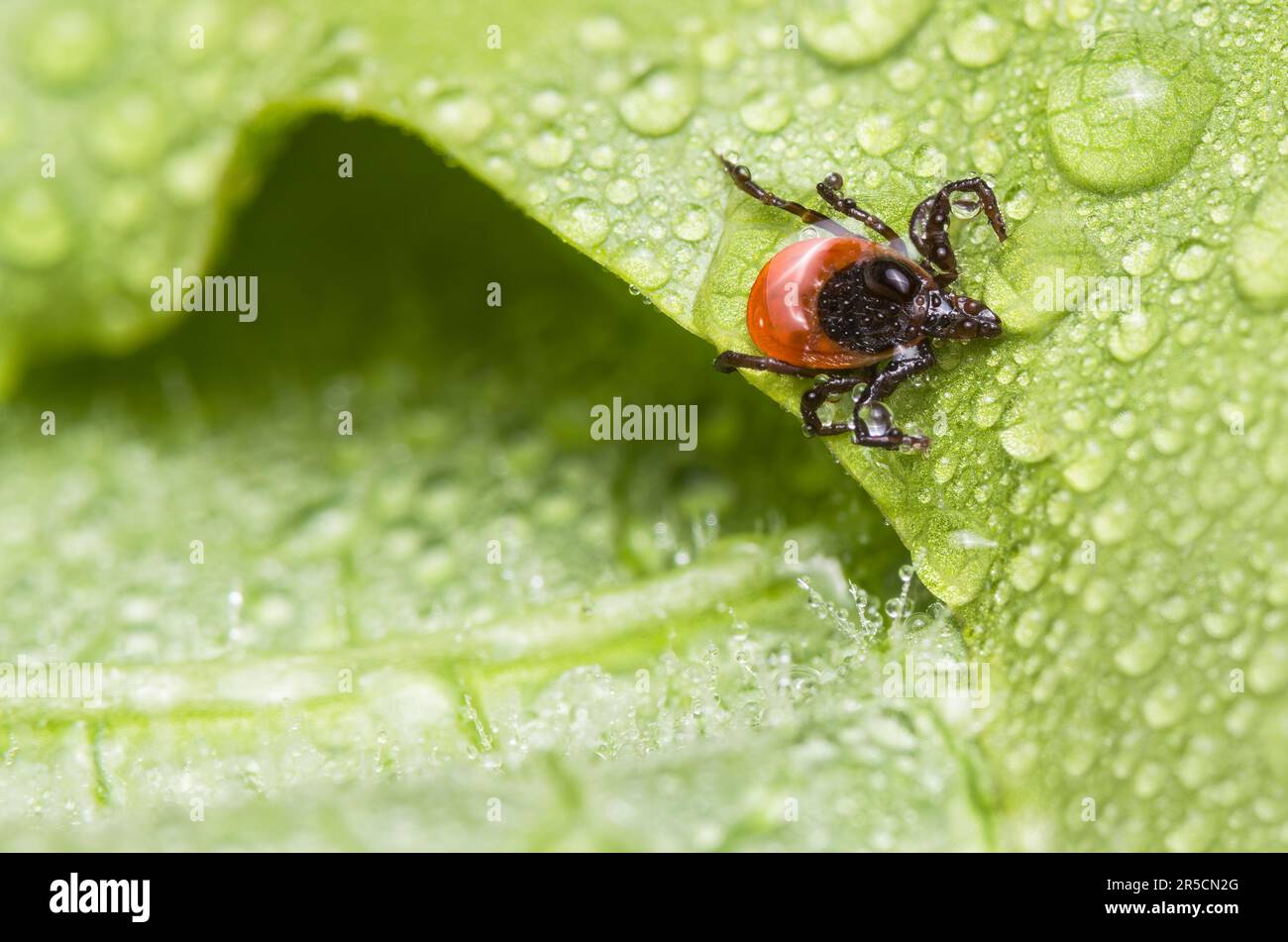 Close-up of castor bean tick parasite on green leaf with water drops. Transmission of tick-borne diseases as encephalitis, Lyme disease or babesiosis. Stock Photo