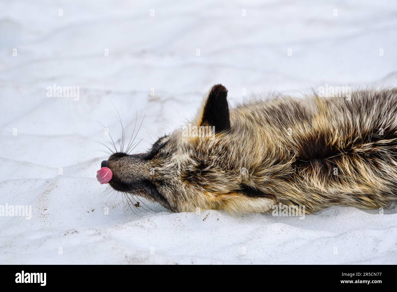 Stunning black, silver, red cross fox seen in the wild in northern Canada, Yukon Territory with snow background. Stock Photo