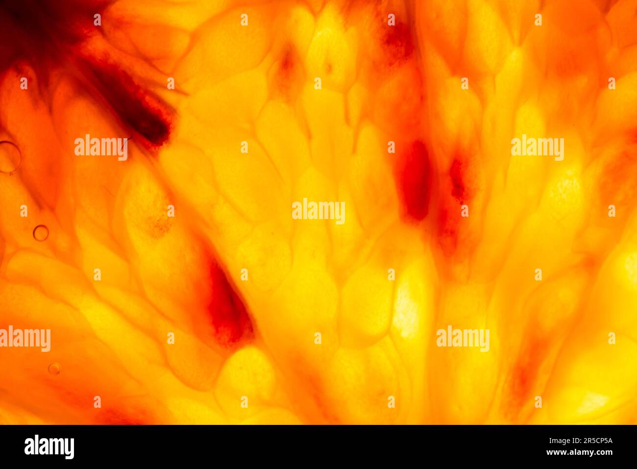 A captivating macro shot of a Sicilian orange slice, illuminated from below, revealing its vibrant orange color with hints of mesmerizing red elements Stock Photo