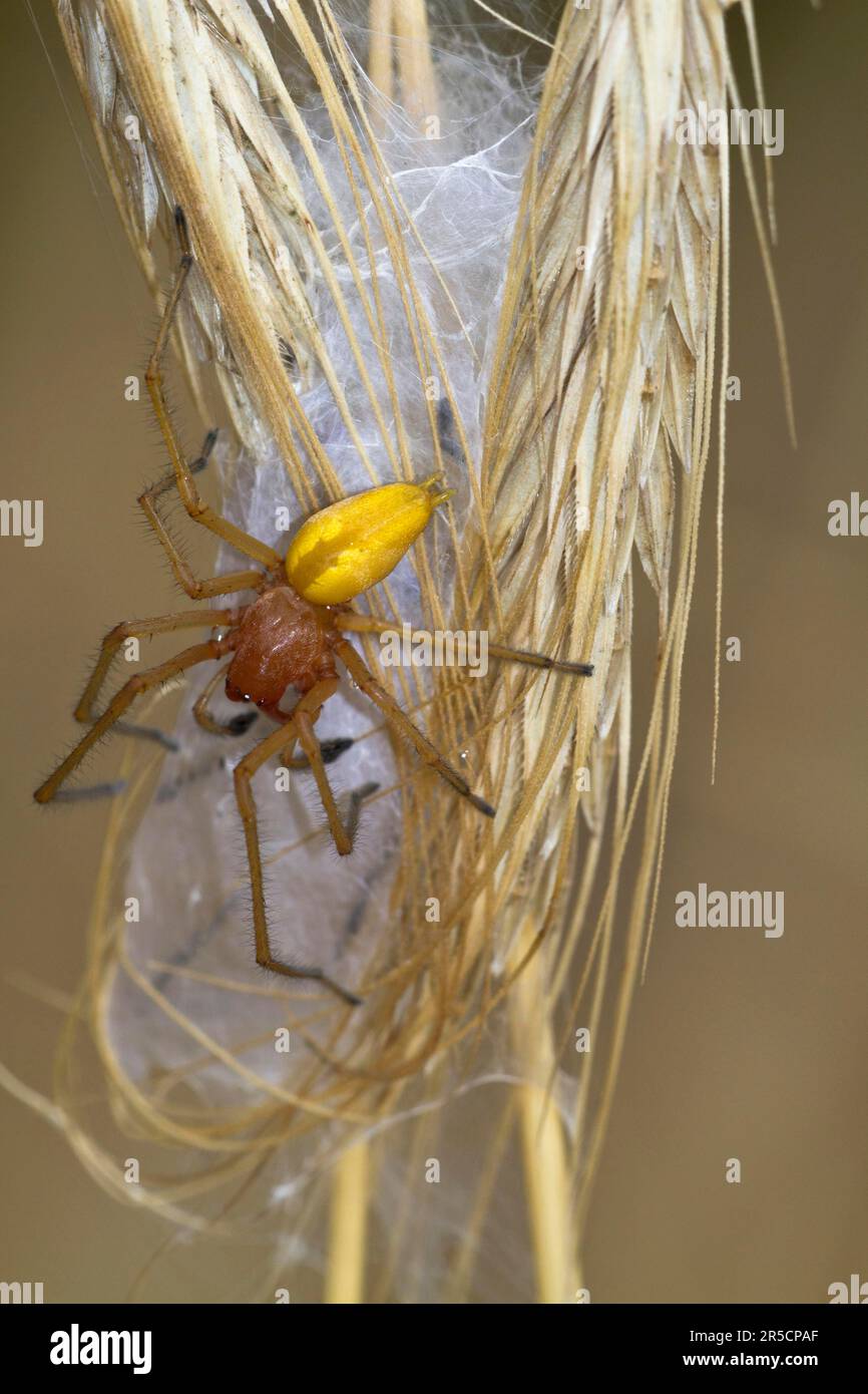 Yellow sac spider (Cheiracanthium punctorium) male, Havelland, Brandenburg, Germany Stock Photo