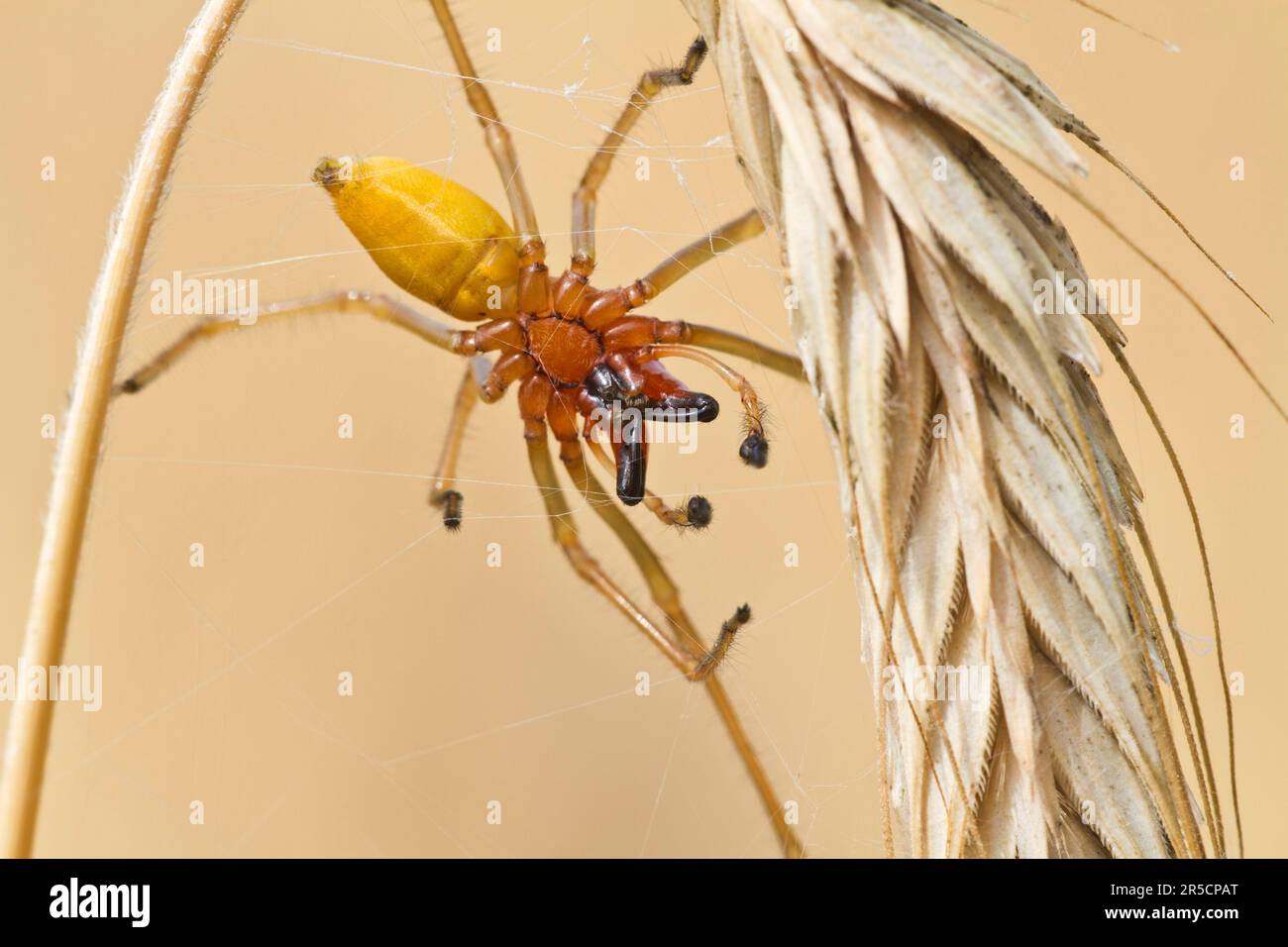 Yellow sac spider (Cheiracanthium punctorium) male, Havelland, Brandenburg, Germany Stock Photo