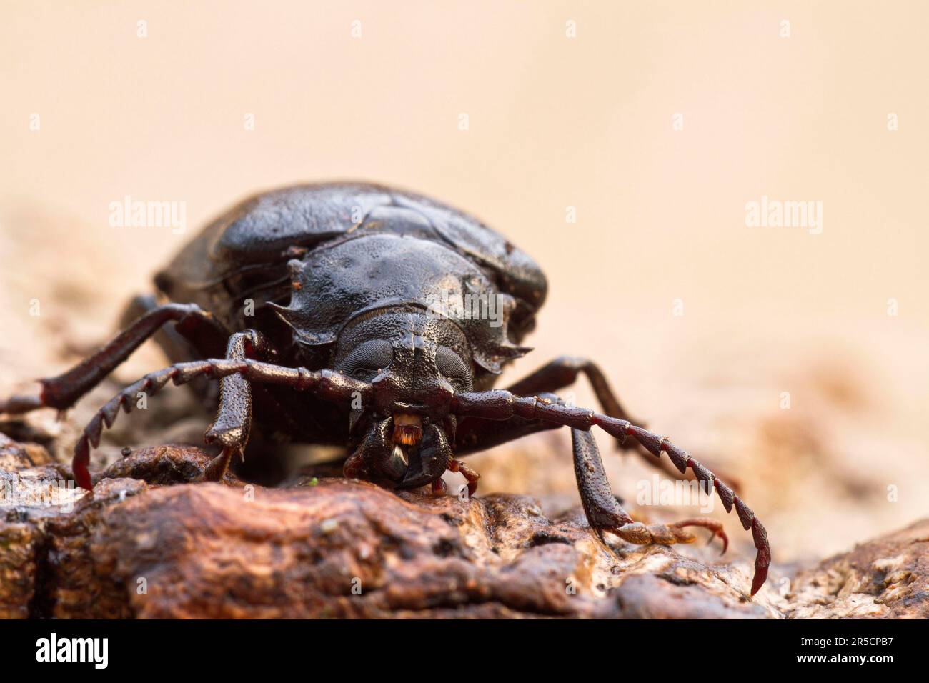 Sawbuck (Prionus coriarius), Querumer Wald, Braunschweig, Lower Saxony, Tanner beetle, longhorn beetle, Germany Stock Photo