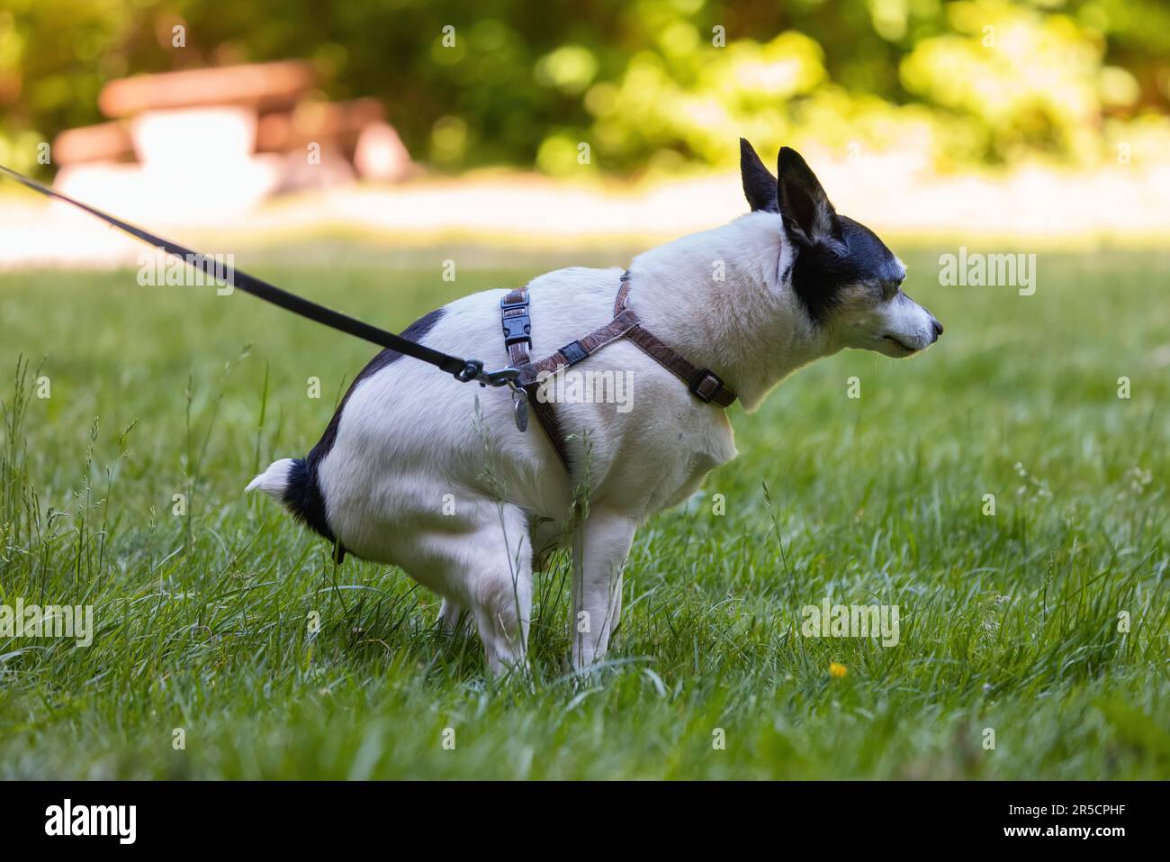 Toy Fox Terrier pooping in the grass field Stock Photo Alamy