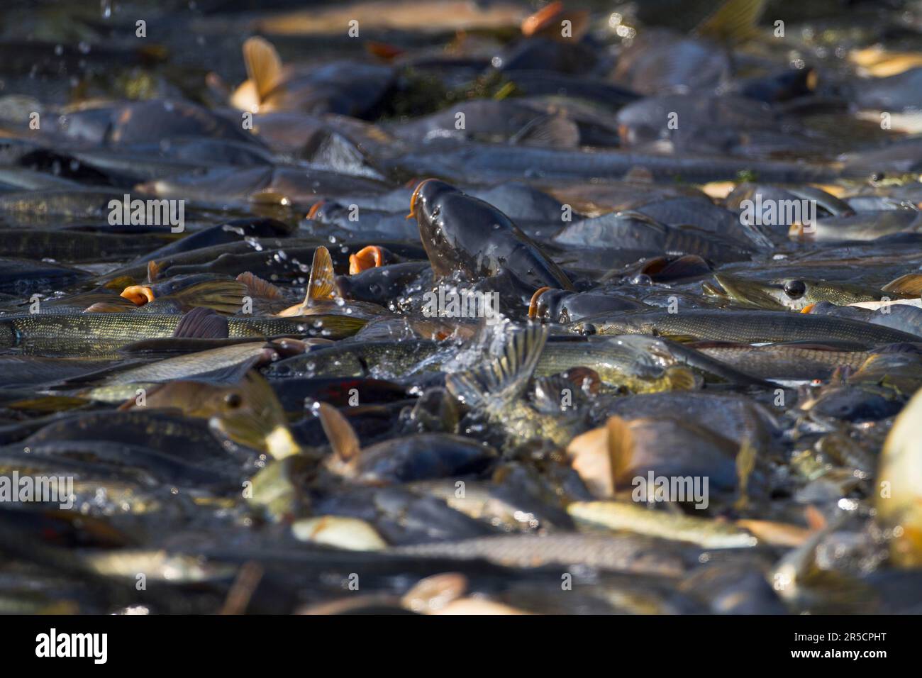 Common carp (Cyprinus carpio) in fishing net, during fishing of carp
