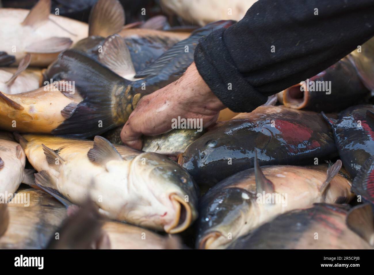 Sorting of live fish according to species and size, fishing of carp ...