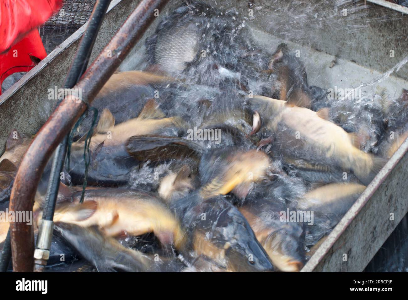 Fish in lifting device, fishing of carp pond, carp, Stradower Teiche
