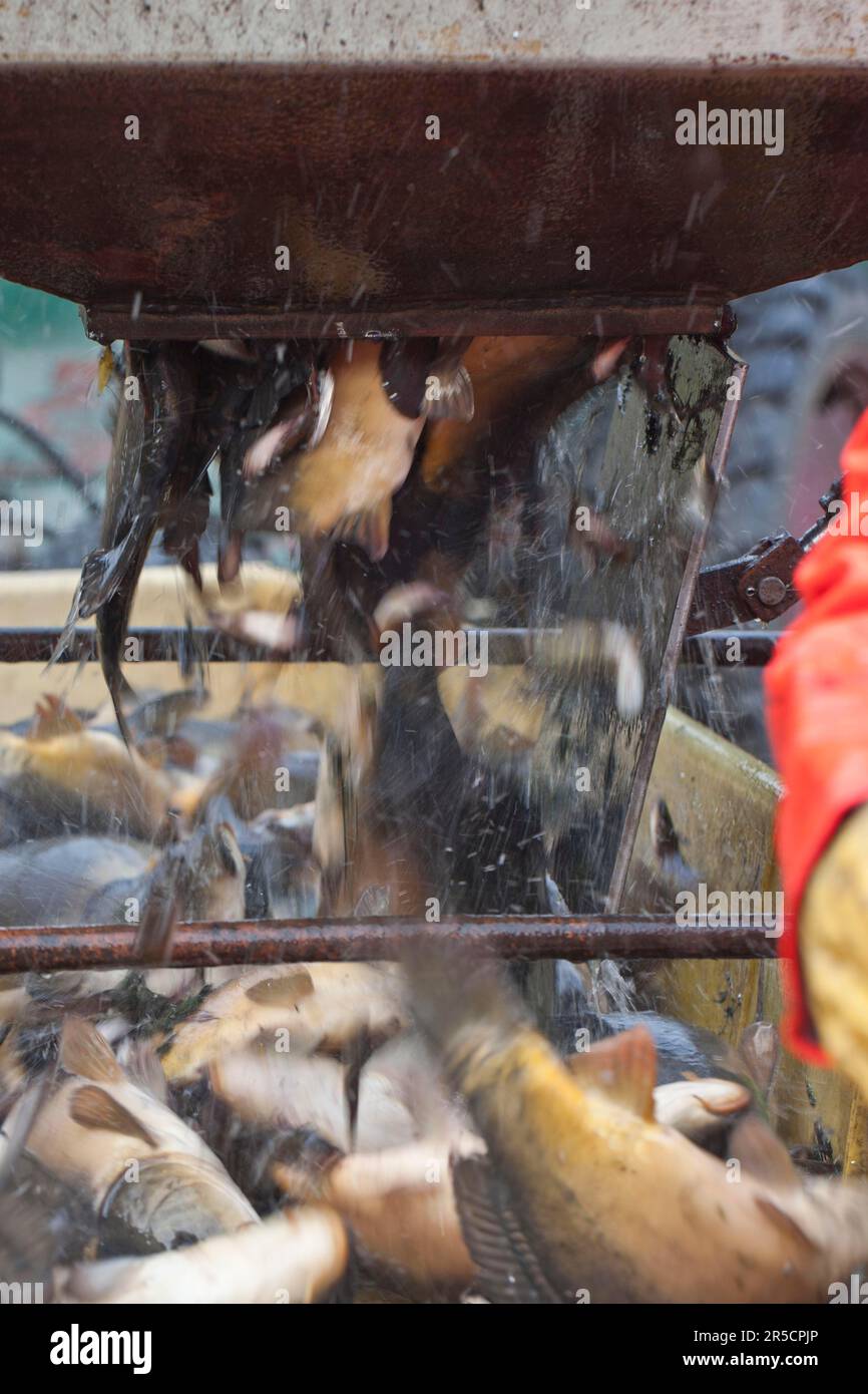 Fish sorting table hi-res stock photography and images - Alamy