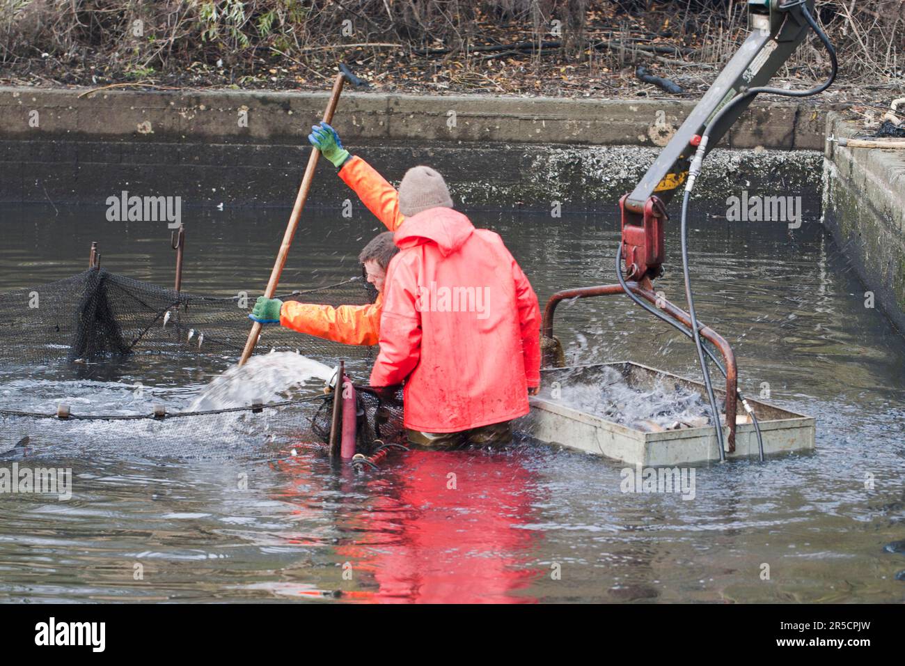 Fish are filled into lifting device, fishing of carp pond, carp