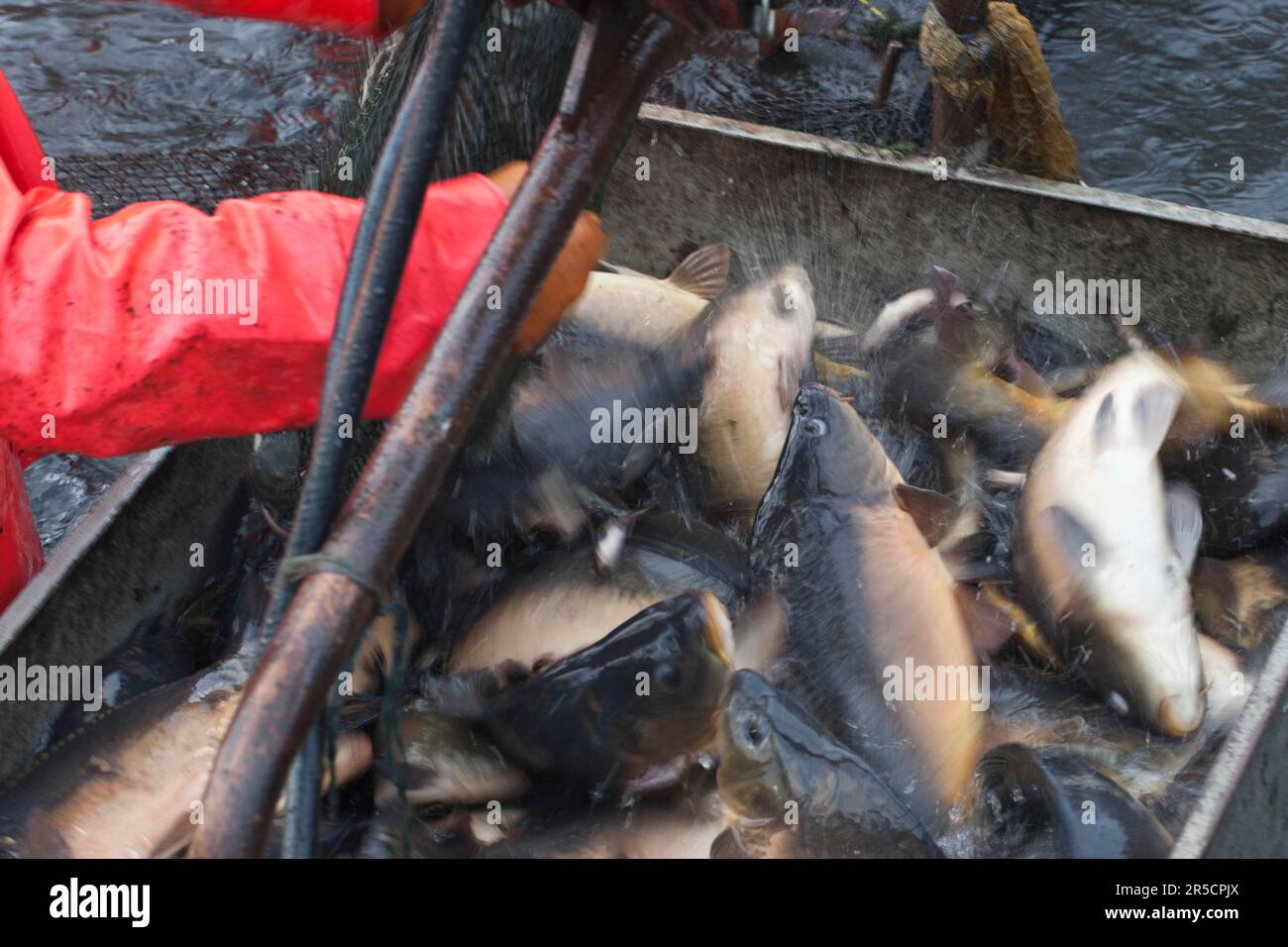 Fish are filled into lifting device, fishing of carp pond, carp
