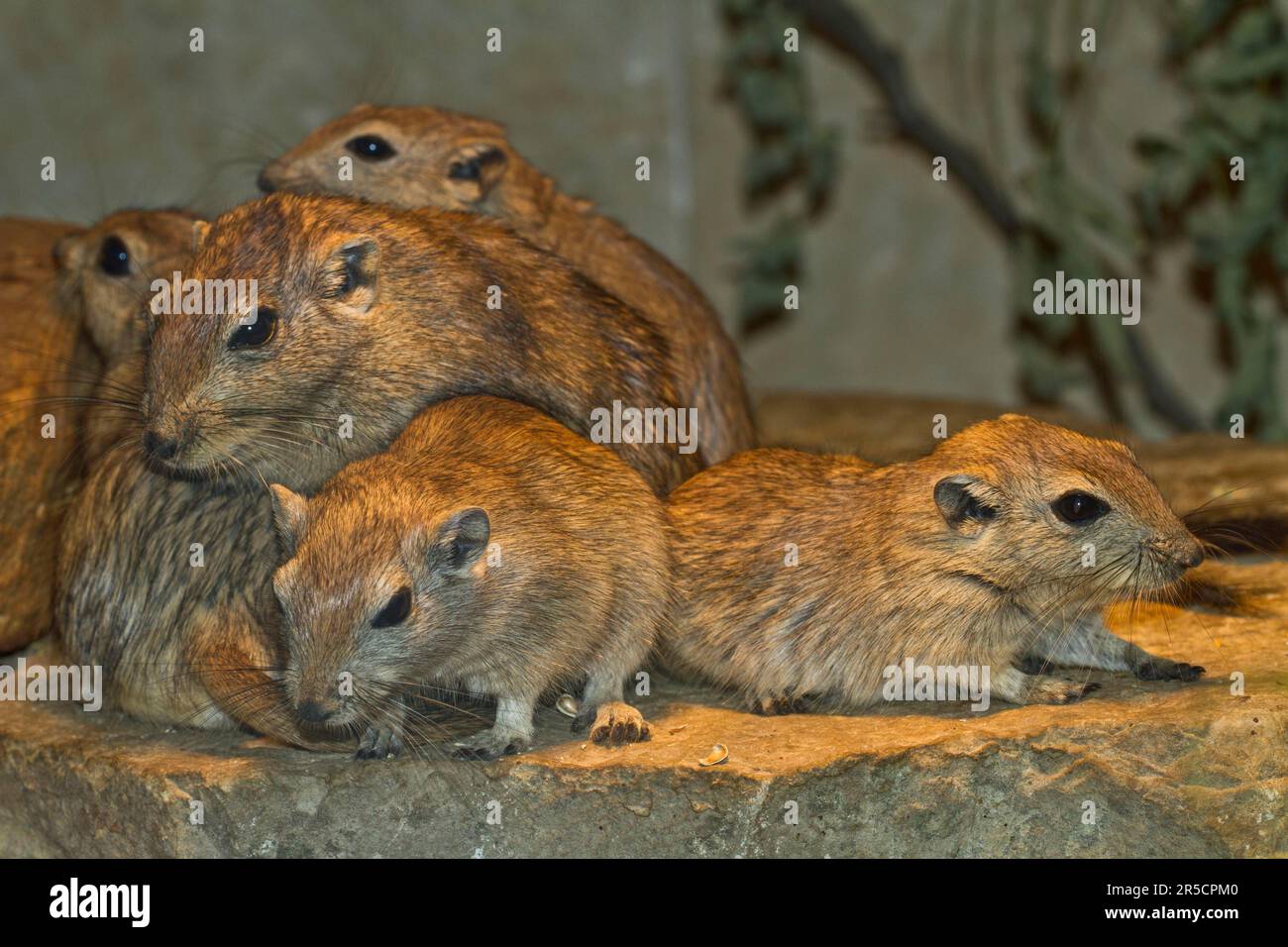 Fat sand rat (Psammomys obesus) Sand rats Stock Photo Alamy