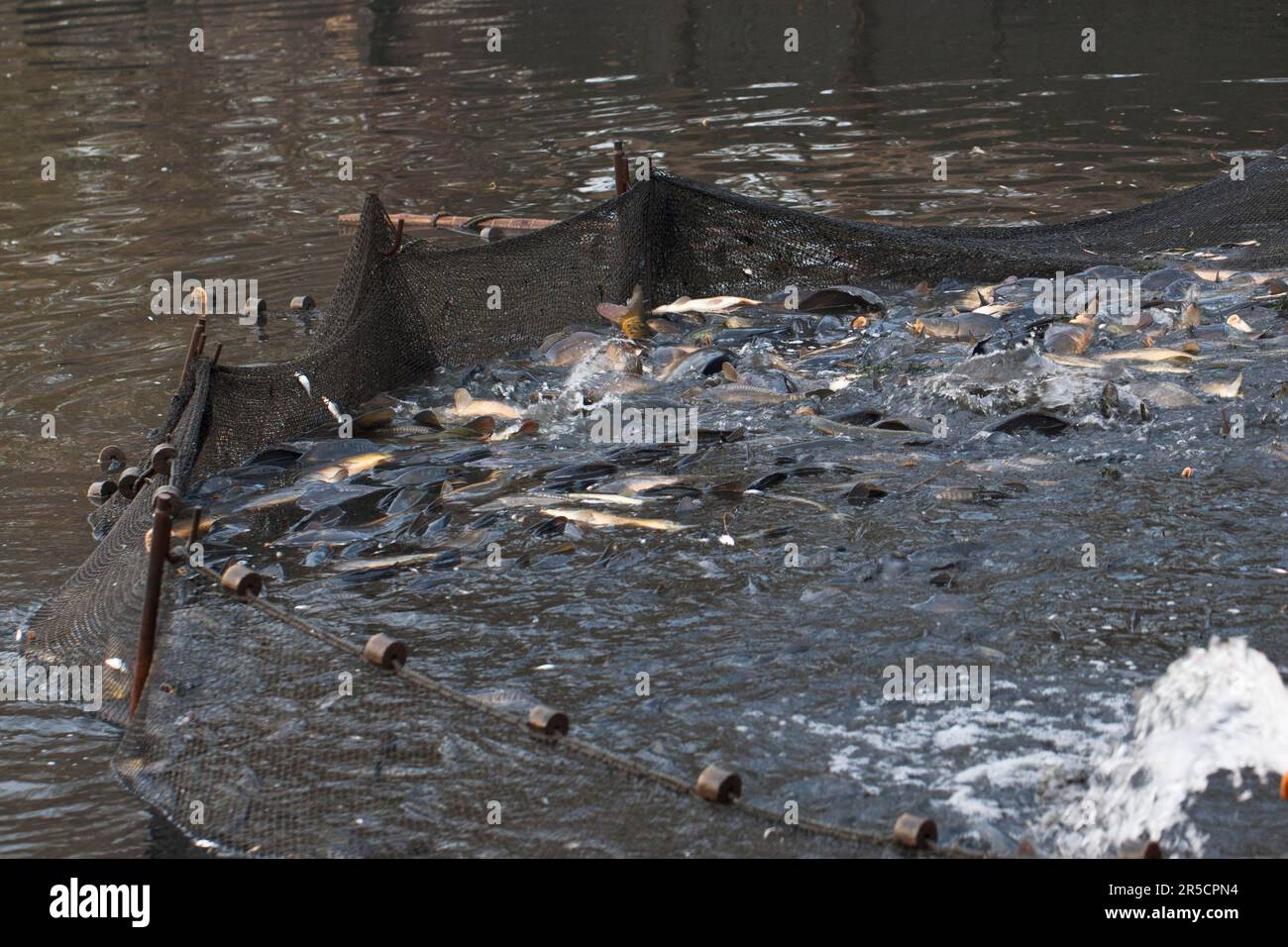 Common carp (Cyprinus carpio) in fishing net, during fishing of carp