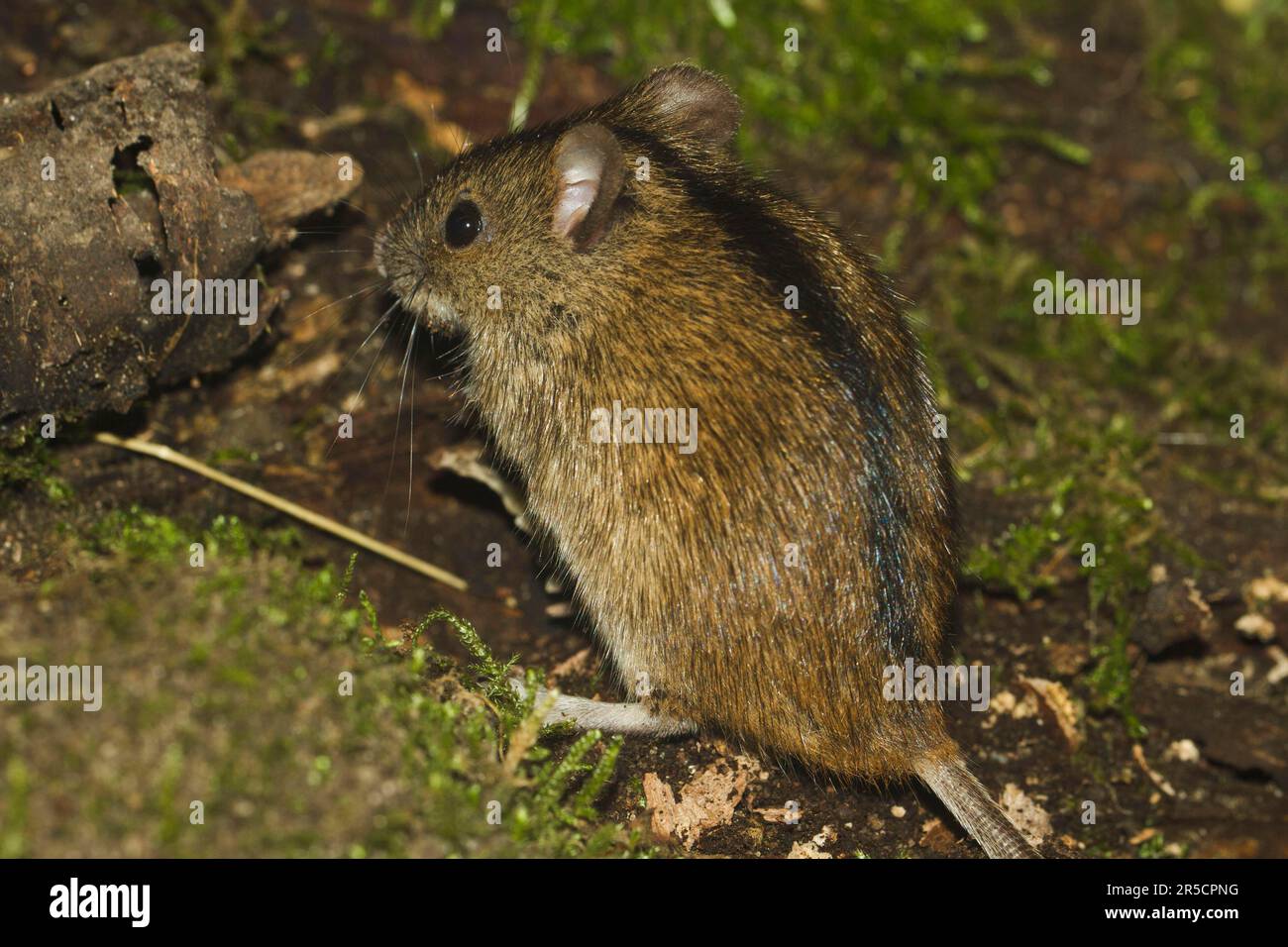 Striped field mouse (Apodemus agrarius), Saxony-Anhalt, Germany Stock Photo