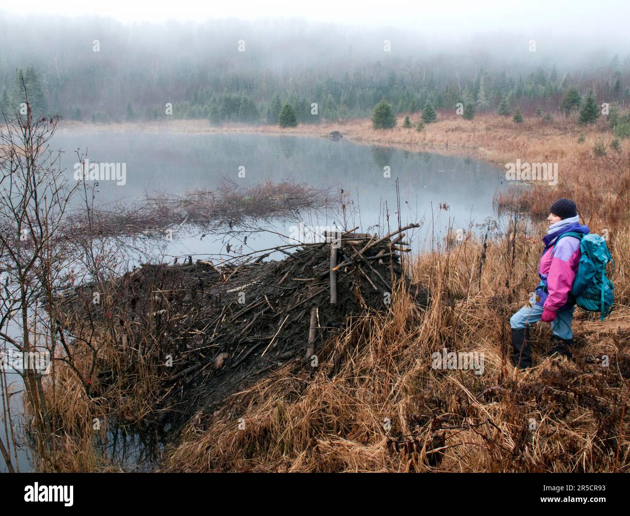 Woman looking at beaver lodge, La Mauricie National Park, Quebec ...