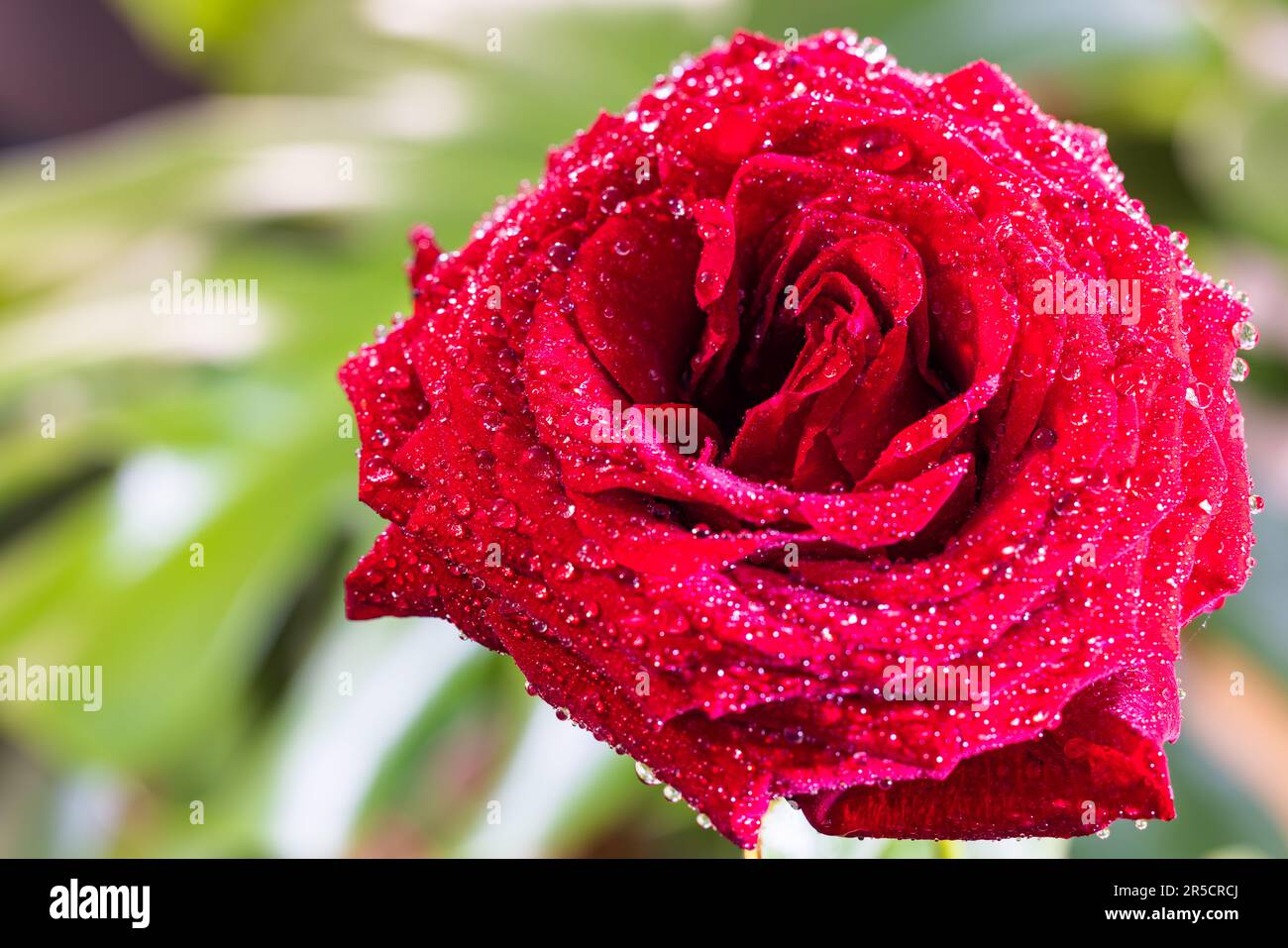 A mesmerizing close-up of a red rose, adorned with sparkling dew drops, exuding elegance Stock Photo