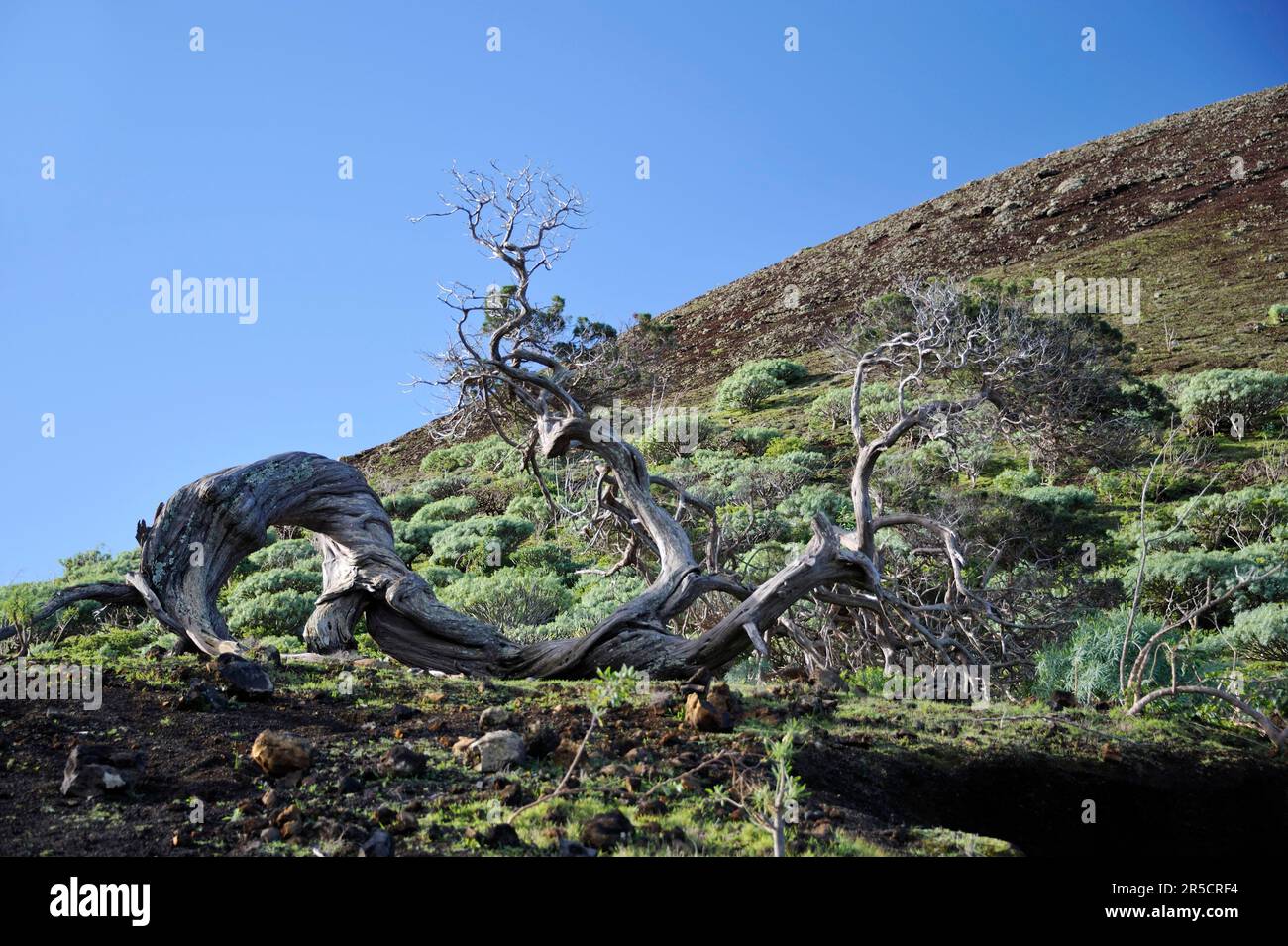 Juniper tree, El Hierro, El Sabinar, Canary Islands, Spain Stock Photo ...