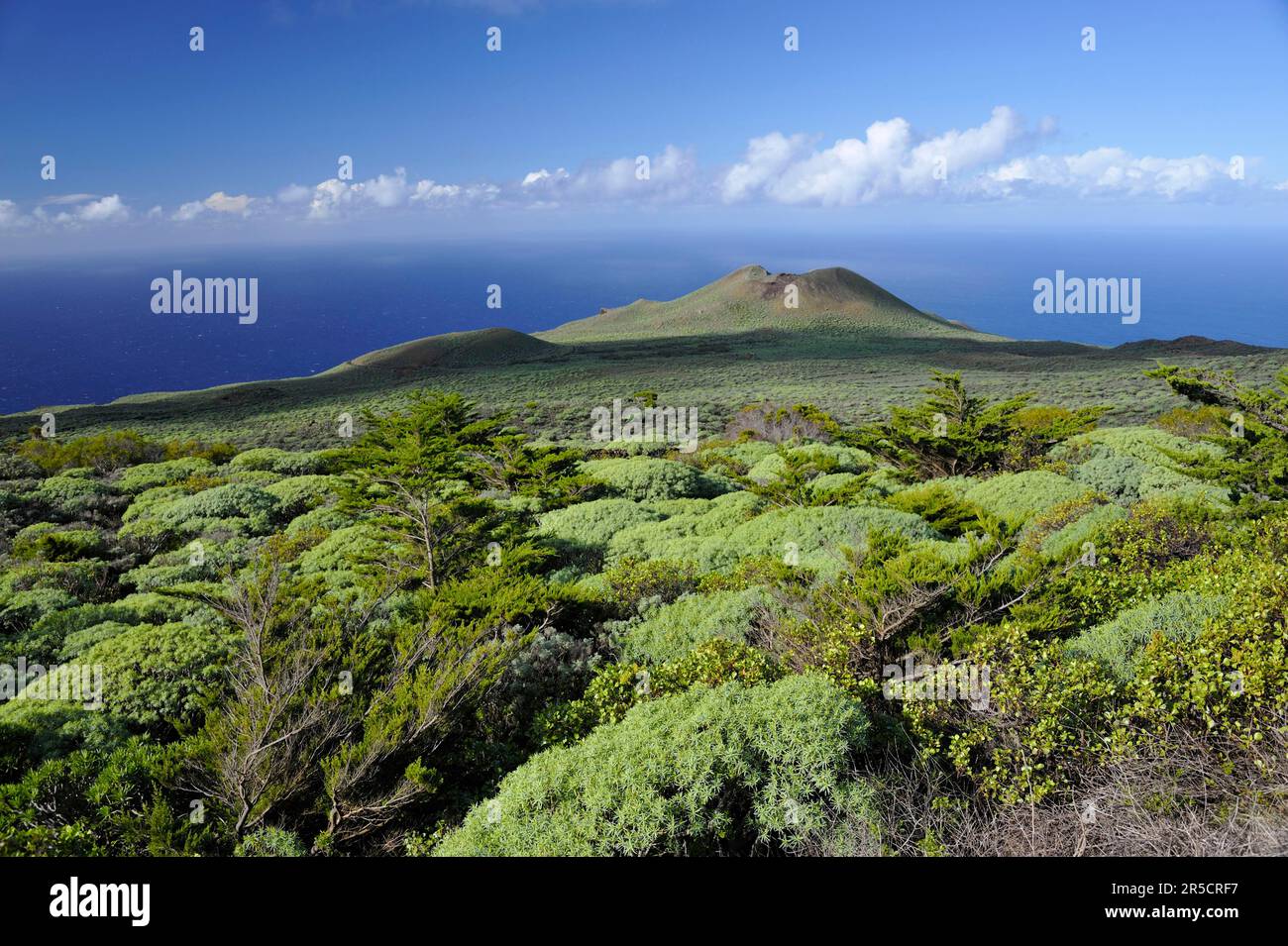 Juniper tree grove, El Sabinar, El Hierro, Canary Islands, Juniper, Spain Stock Photo