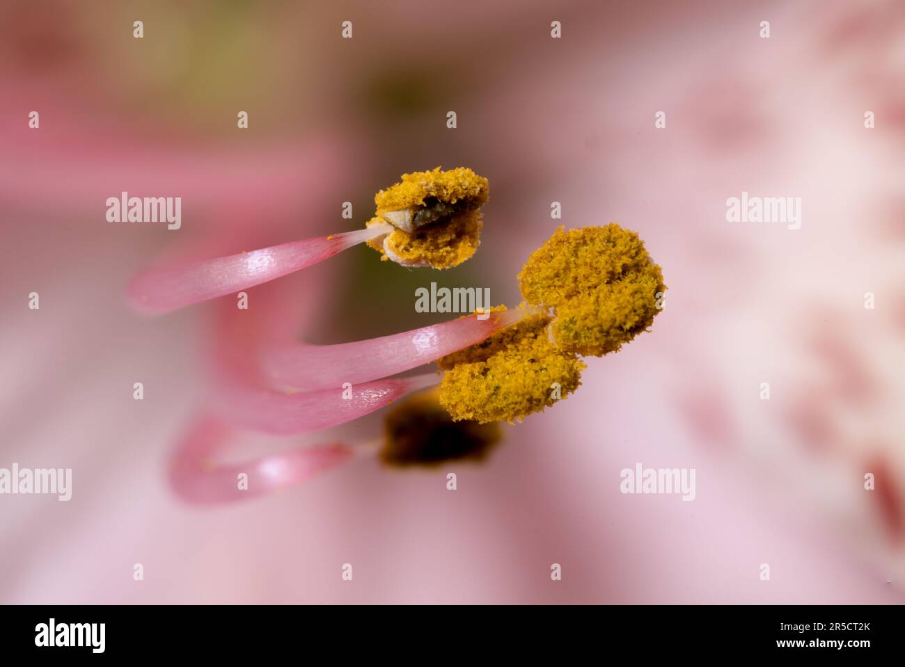 A mesmerizing macro shot capturing the delicate dance of Alstroemeria stamens adorned with floral pollen Stock Photo