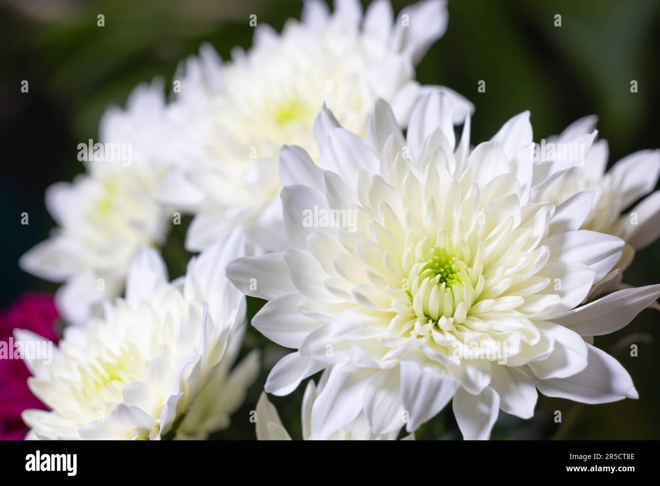 A close-up exploration of the delicate petals of a white Chinese aster Stock Photo