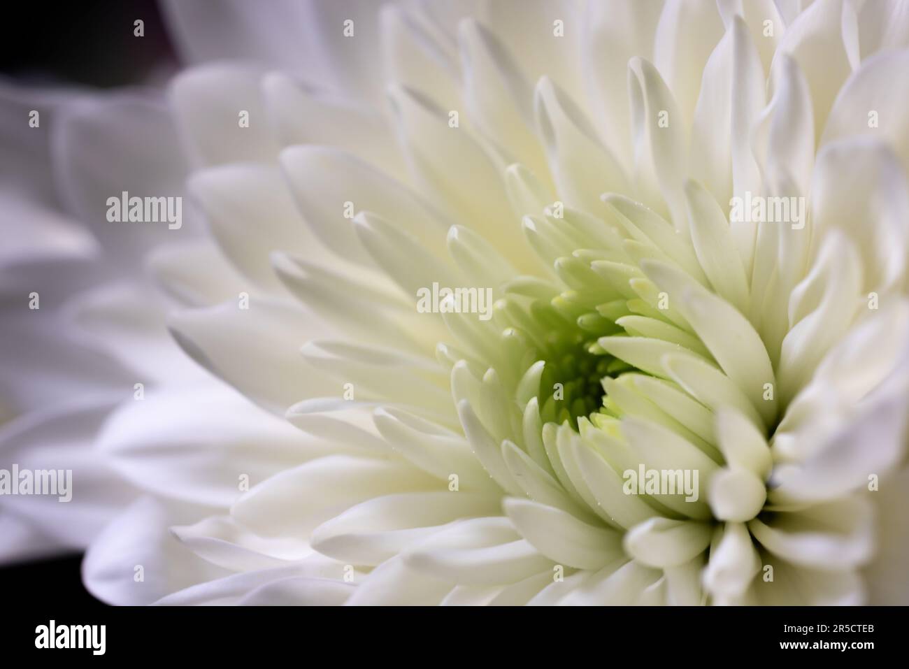 A tranquil macro view revealing the serene beauty of a white Chinese aster Stock Photo