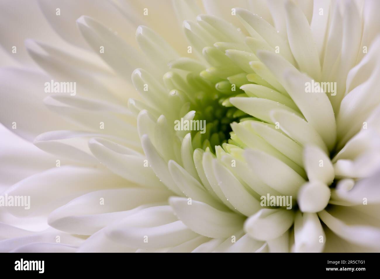An exquisite macro shot highlighting the pure elegance of a white Chinese aster blossom Stock Photo