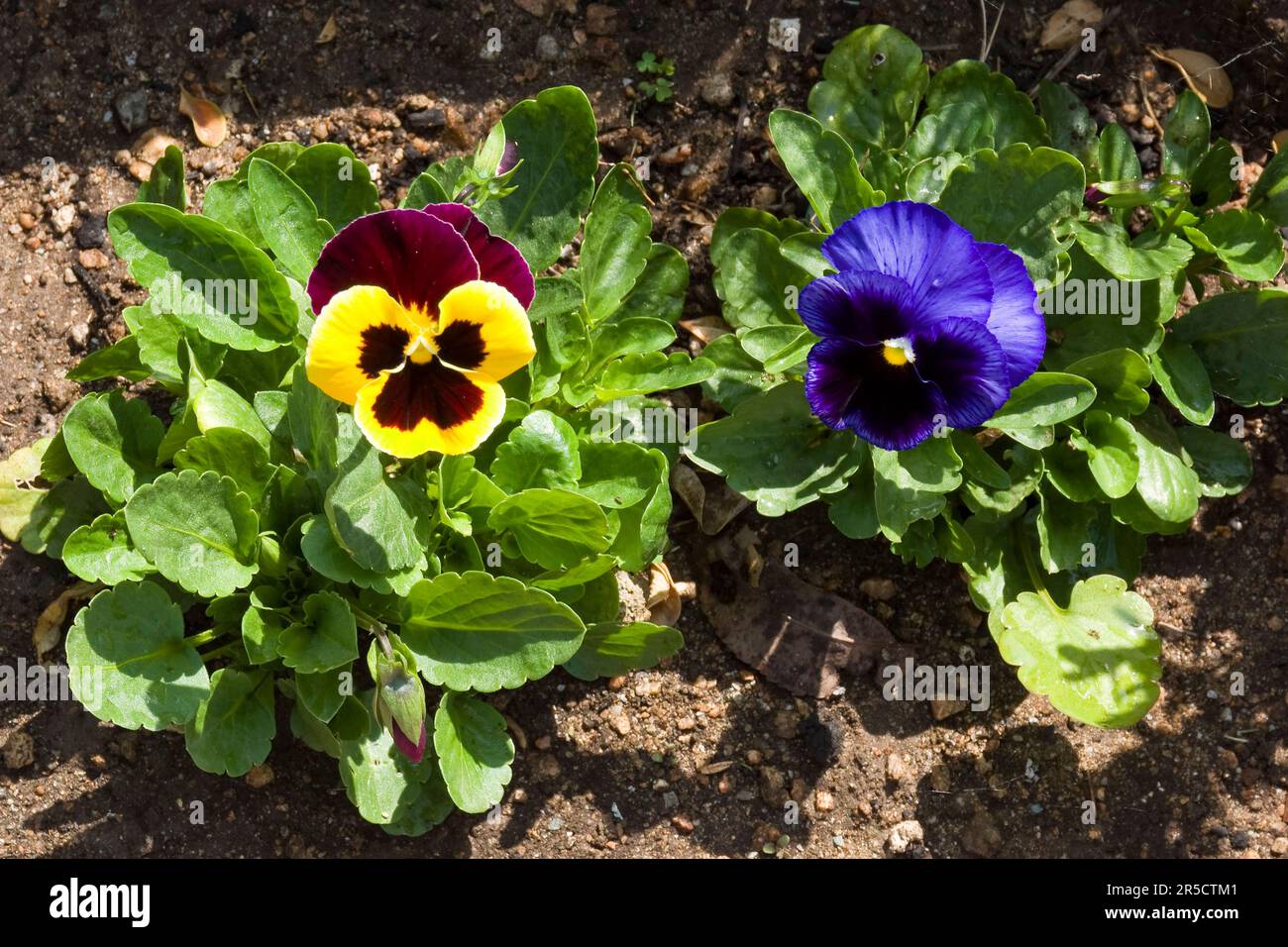 Closeup picture of blue, yellow and purple colored pansy flowers blooming in Springtime Stock Photo