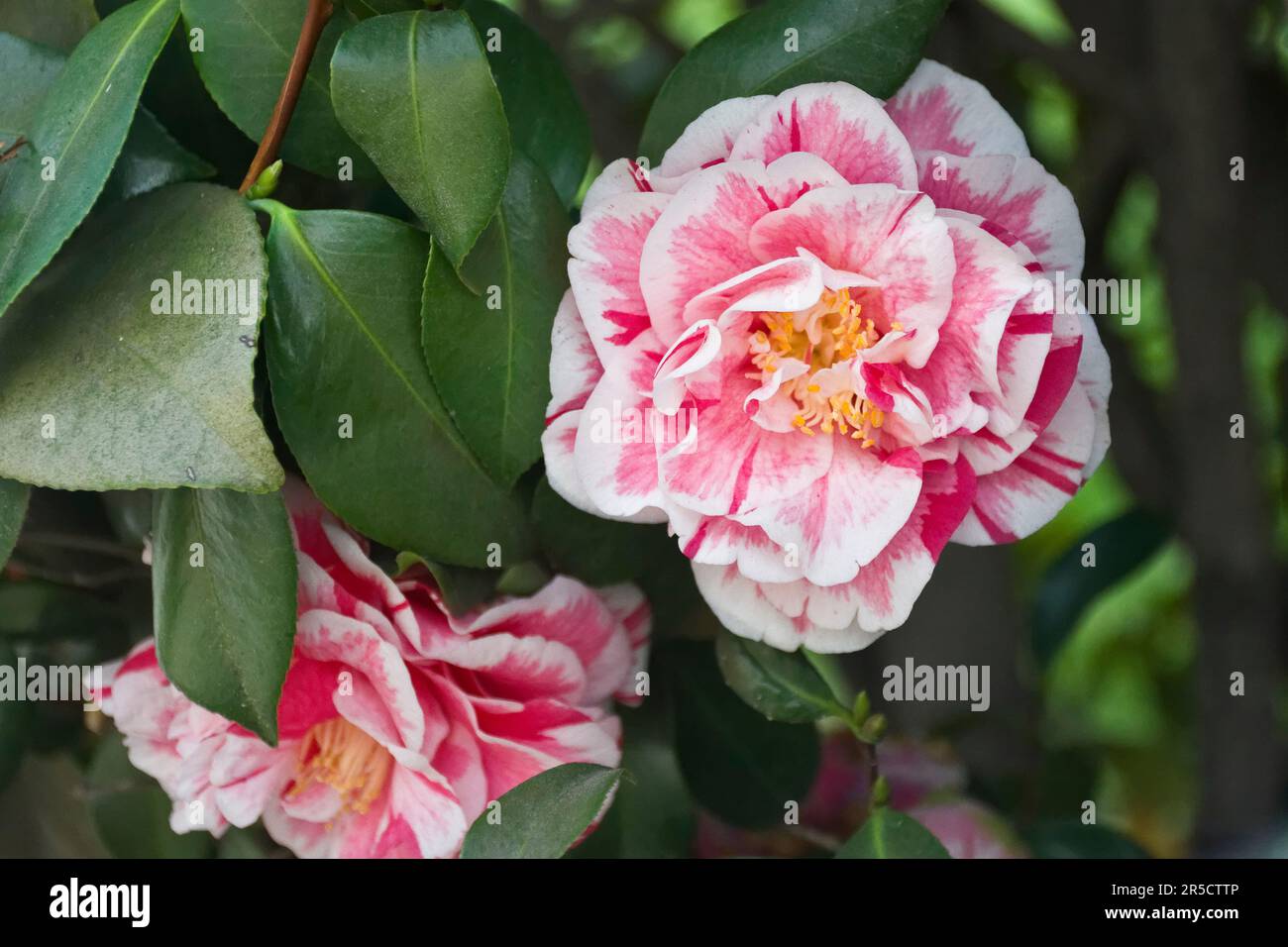 Camellia shrub hi-res stock photography and images - Alamy