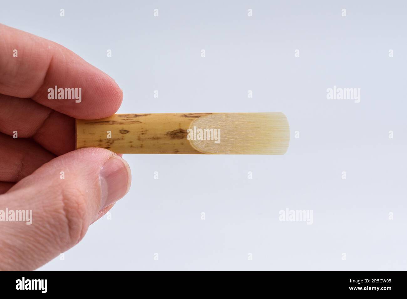 Reeds. Reed for isoalted on white and hold in hand Stock Photo Alamy