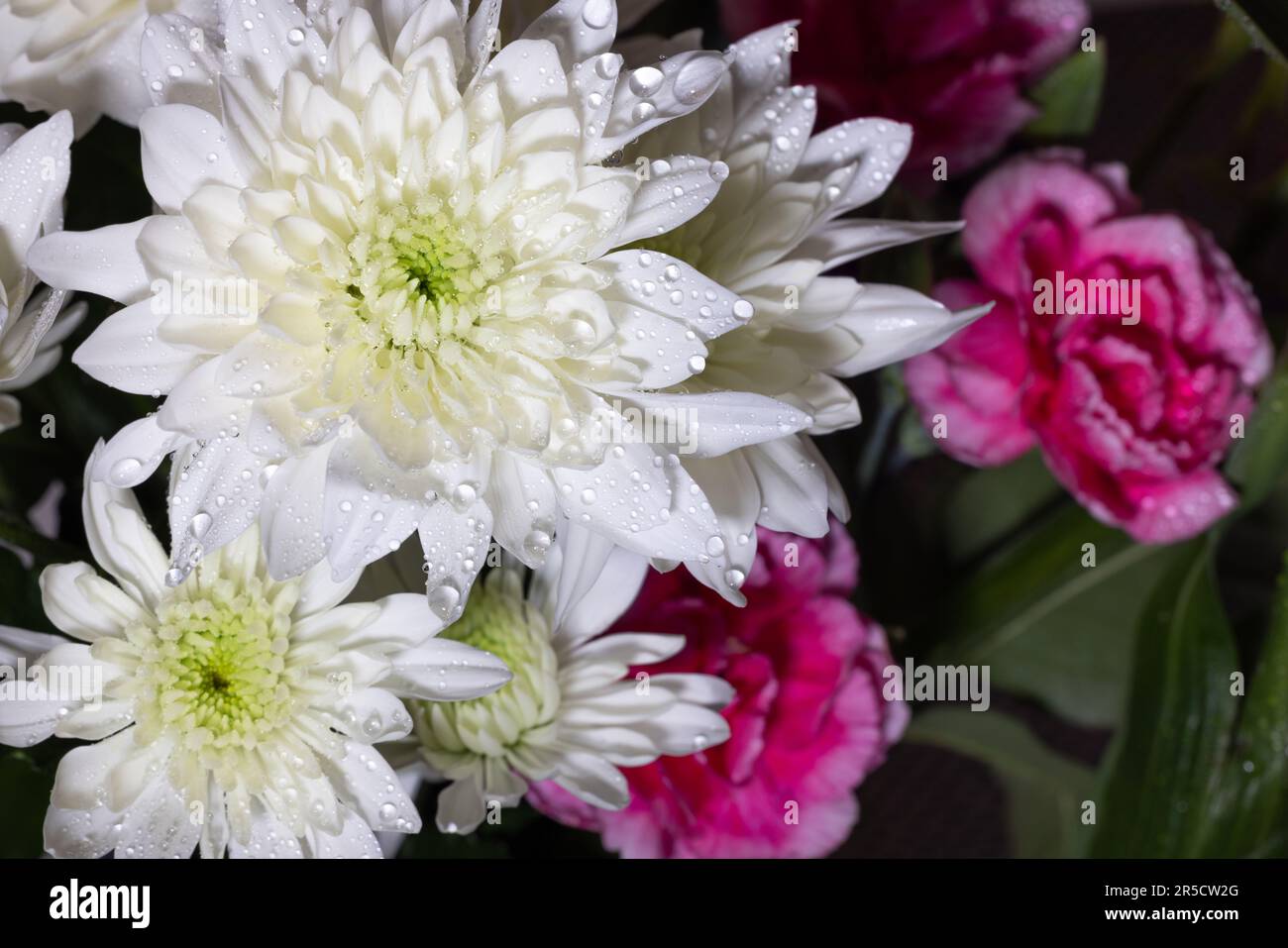 A serene and glistening macro portrait capturing the beauty of a white Chinese aster, adorned with precious water jewels Stock Photo