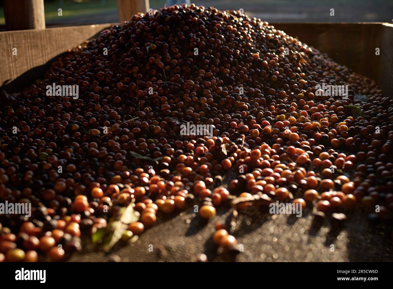 guaratinga, bahia, brazil - march 15, 2023: Conilon coffee