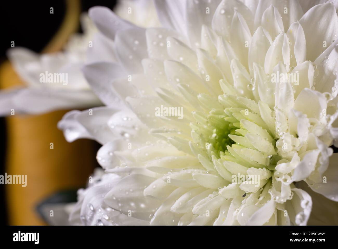 An enchanting macro shot revealing the mesmerizing beauty of a white Chinese aster, adorned with dew drops that add a touch of magic Stock Photo