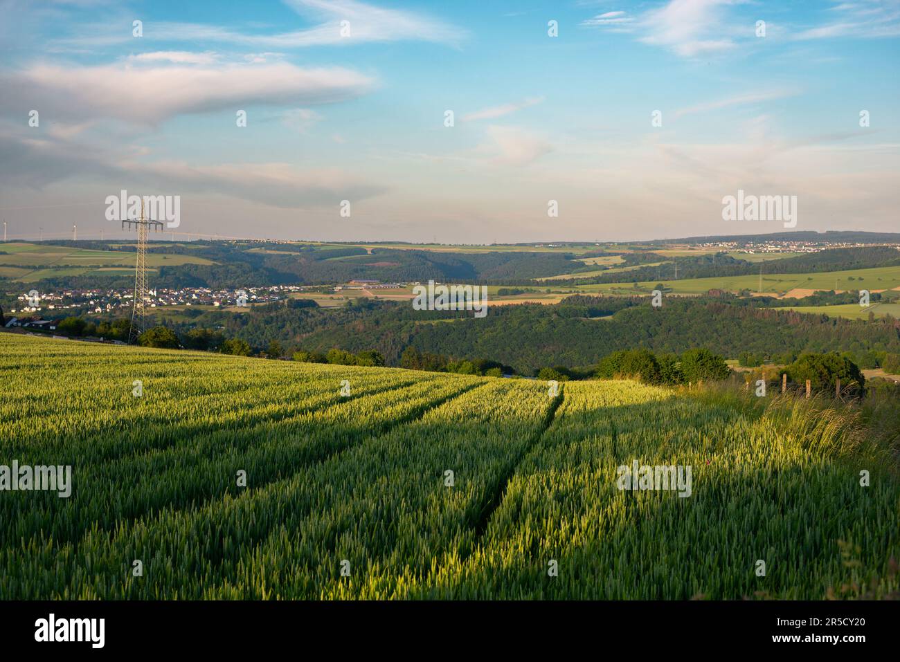 Field with cultivated barley Germany, harvest in the summer, agriculture for food, farmland on the countryside Stock Photo