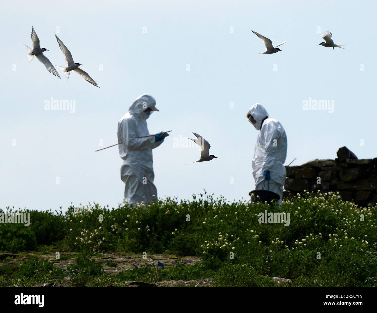 Northumberland, UK. 02nd June, 2023. National Trust Rangers wearing Hazmat suits to protect themselves from Avian (Bird) Flu monitor Arctic Terns on Brownsman Island in the Outer Farne Islands off the coast of Northumberland in Northern England. The seabird colonies of the Farne Islands were devastated by bird flu in 2022. Brownsman and some other Islands have been closed to visitors during the breeding season this year to give the birds the best chance of breeding successfully. Credit: Rob Taggart/Alamy Live News Stock Photo