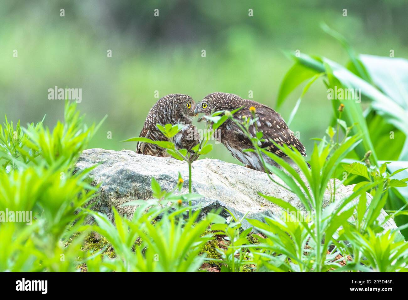 CHONGQING, CHINA JUNE 1, 2023 Asian Barred Owlet birds feed their young at Jinfo Mountain