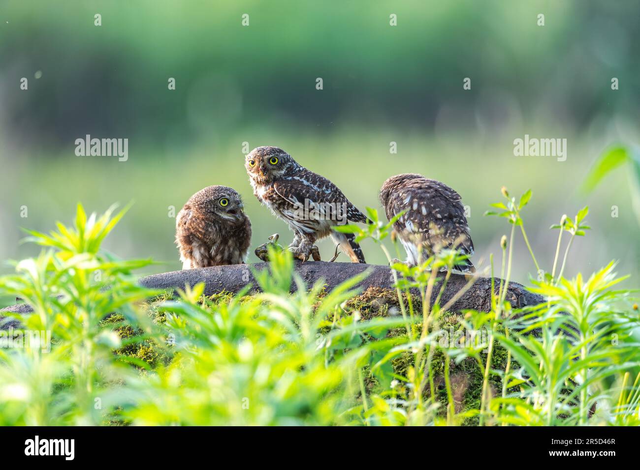 CHONGQING, CHINA JUNE 1, 2023 Asian Barred Owlet birds feed their young at Jinfo Mountain
