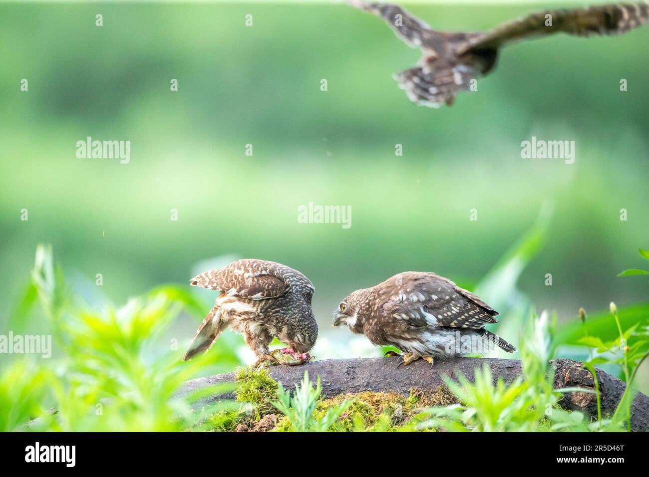 CHONGQING, CHINA JUNE 1, 2023 Asian Barred Owlet birds feed their young at Jinfo Mountain