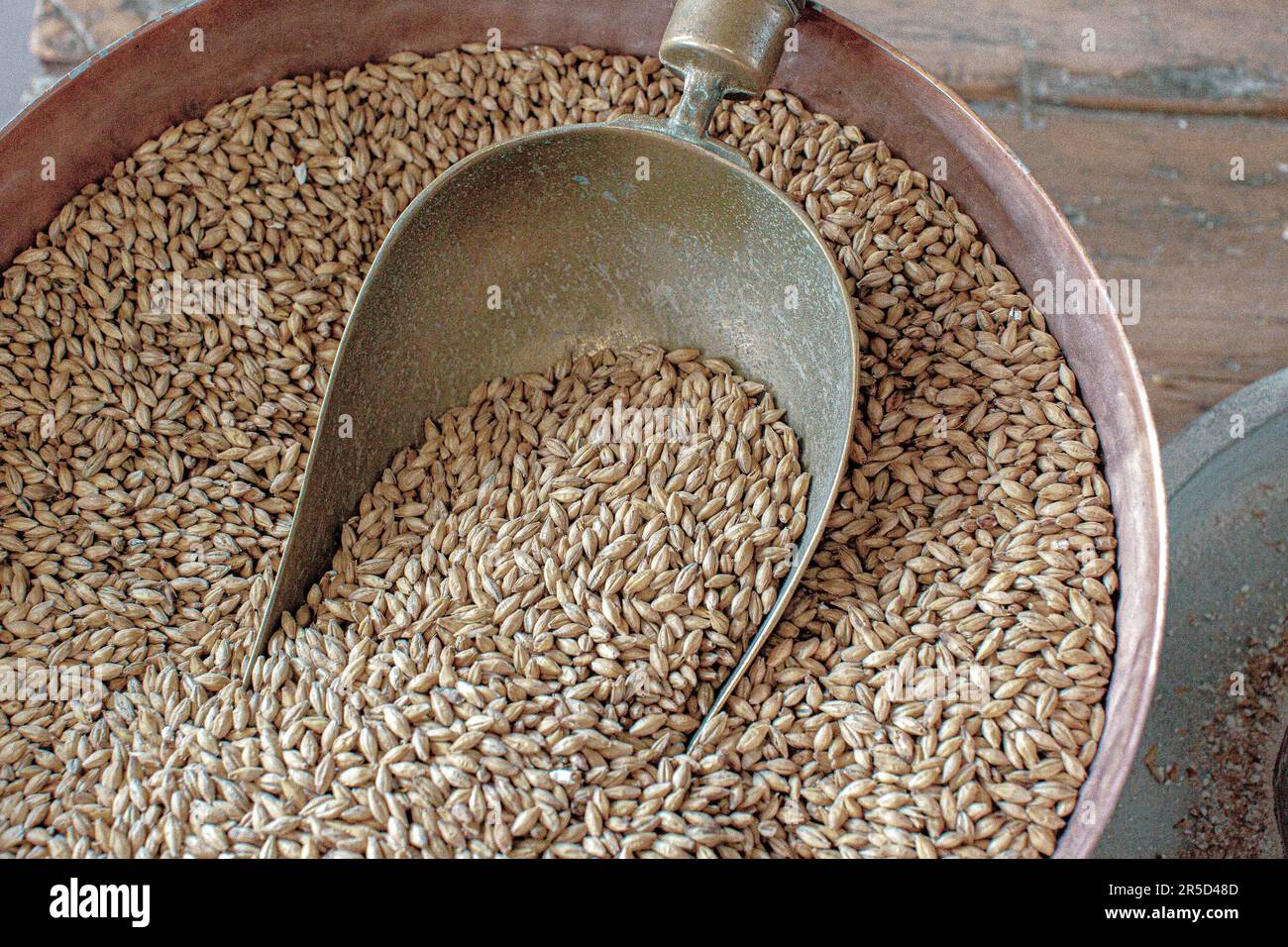 Barley seeds in old metal scoop Stock Photo