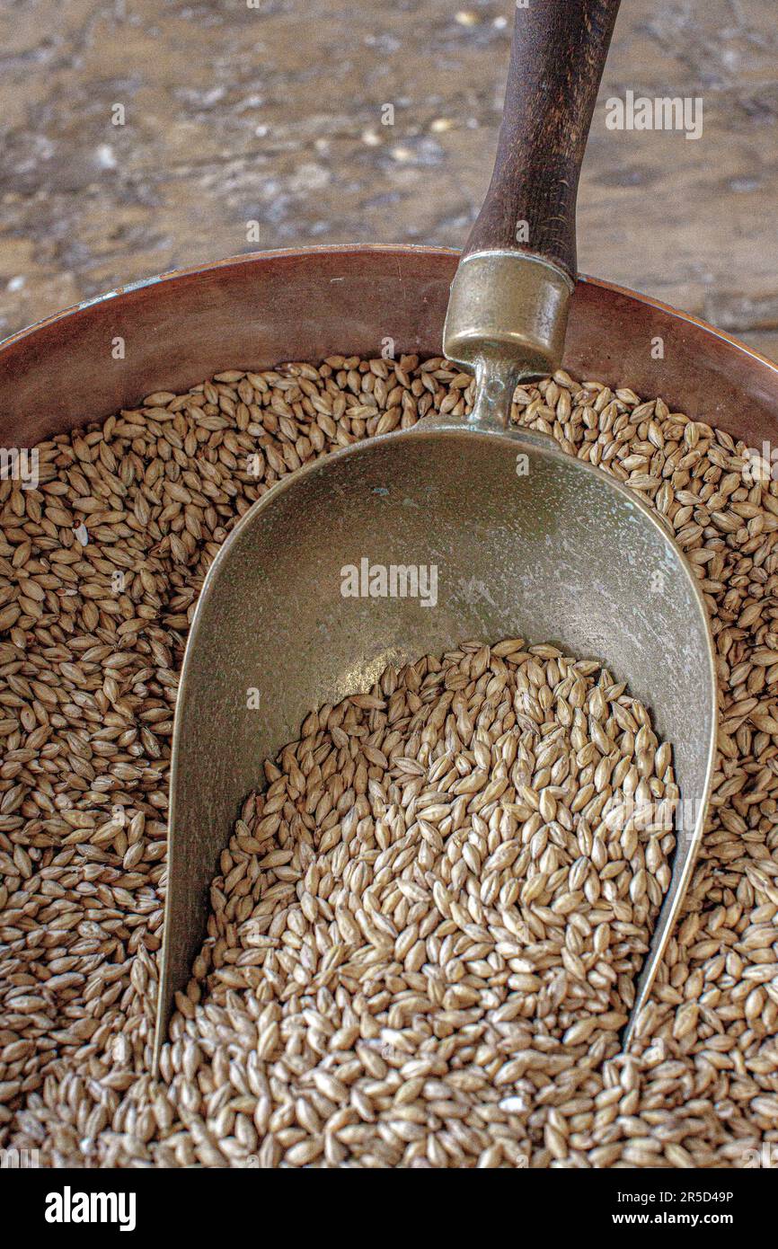 Barley seeds in old metal scoop Stock Photo