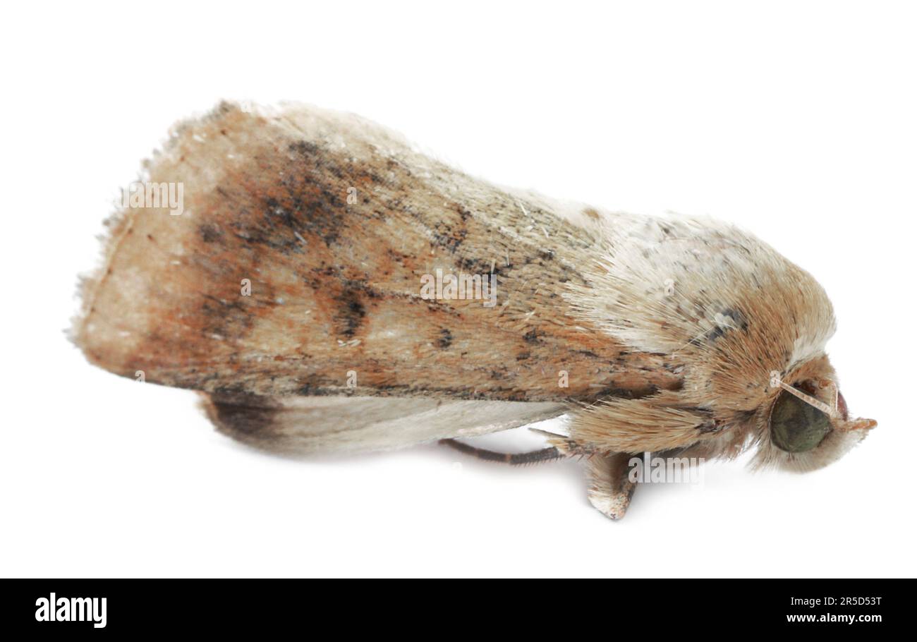 Single corn earworm moth isolated on white Stock Photo Alamy