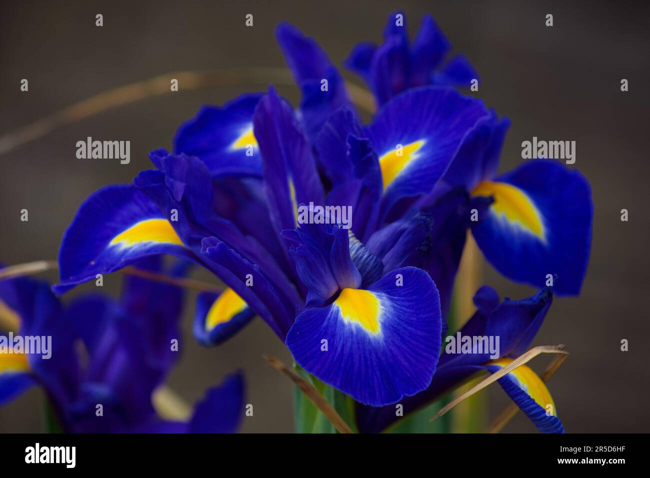 Beautiful blue and yellow Iris flowers standing out perfectly against the background. Stock Photo