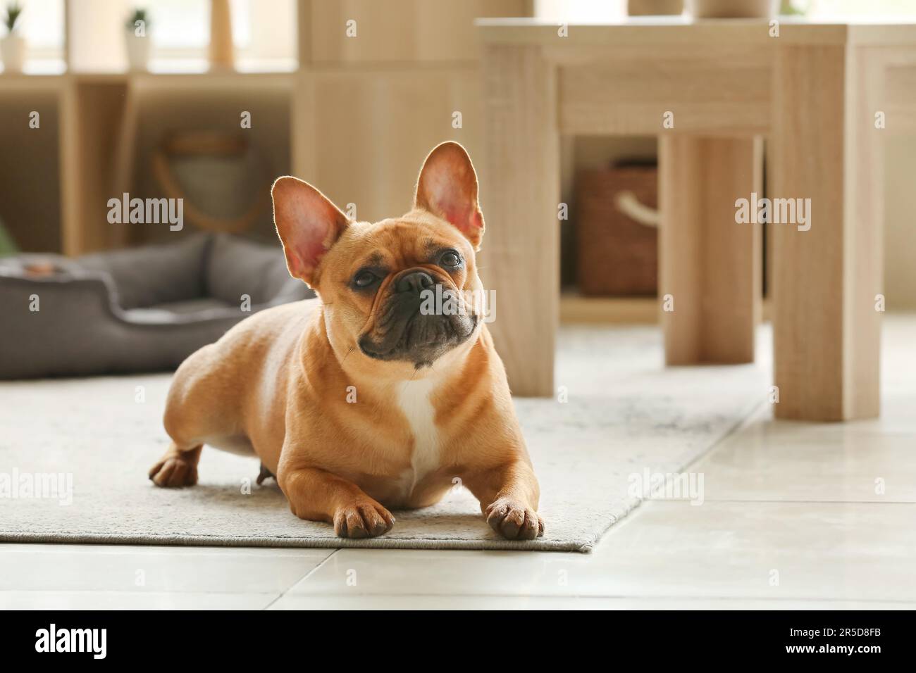 Cute French bulldog lying on carpet at home Stock Photo - Alamy