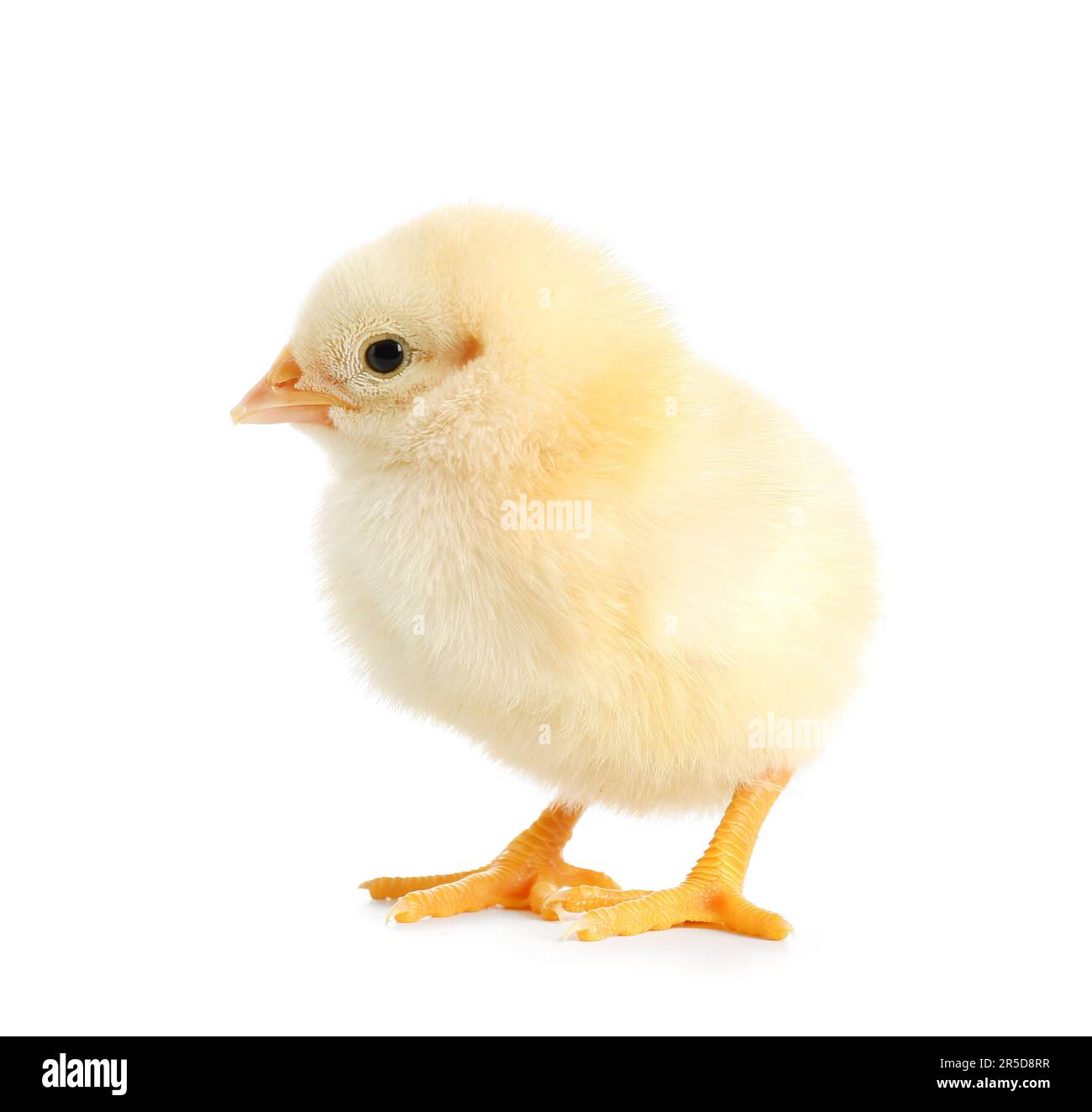 Cute little chick on white background Stock Photo - Alamy